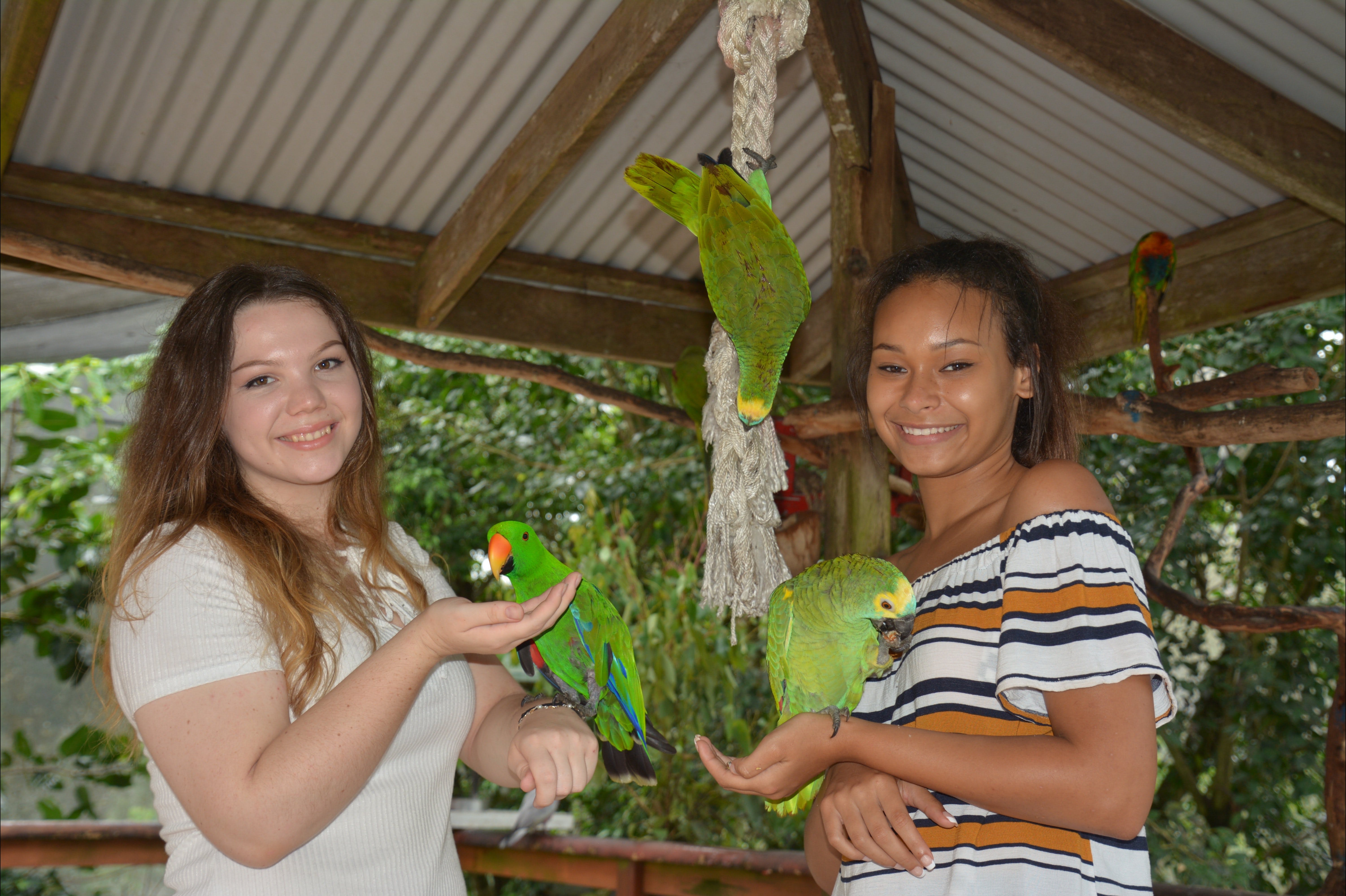 Birdworld Kuranda - Tourism Cairns