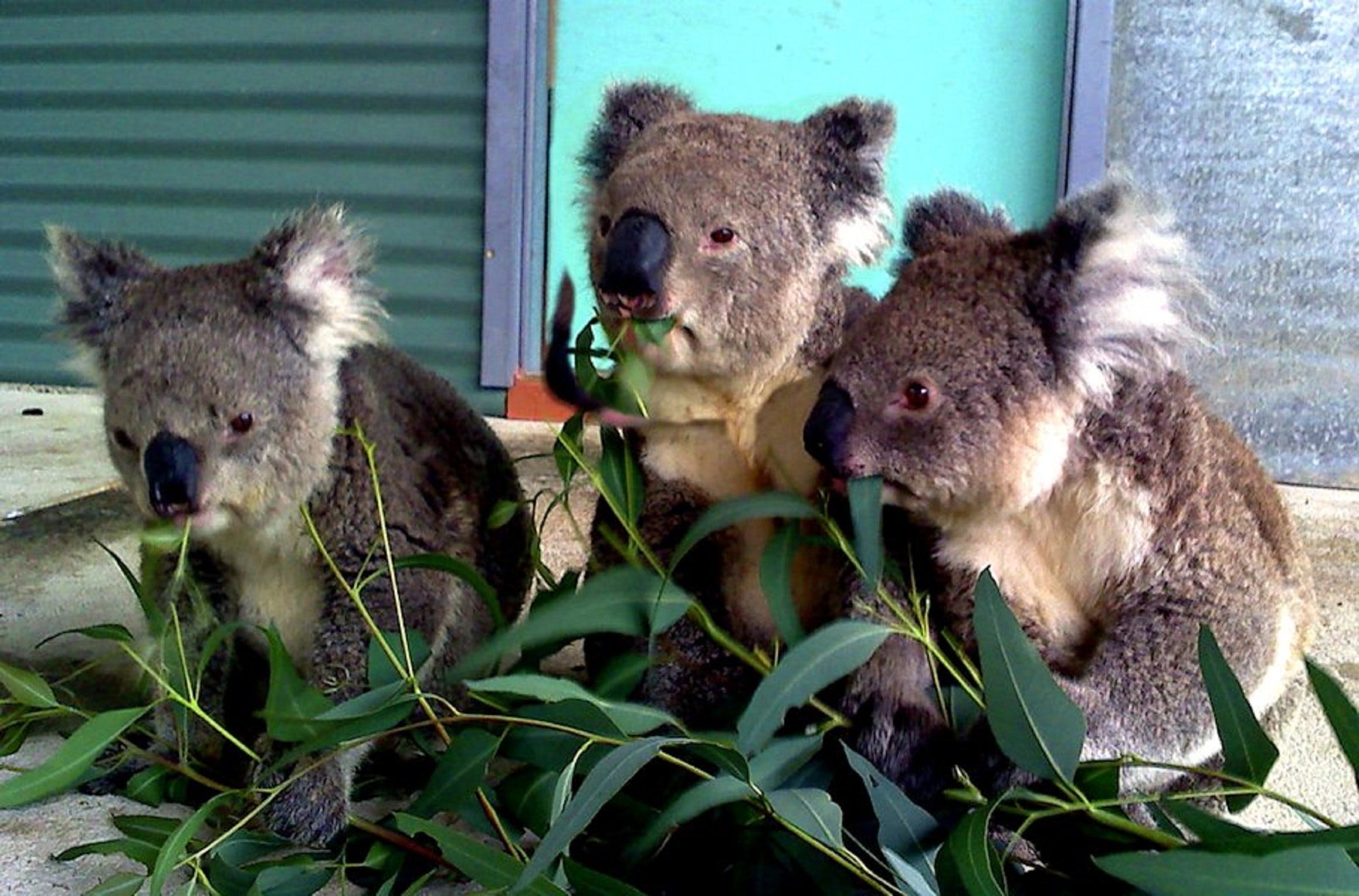 Cohunu Koala Park - Kalgoorlie Accommodation