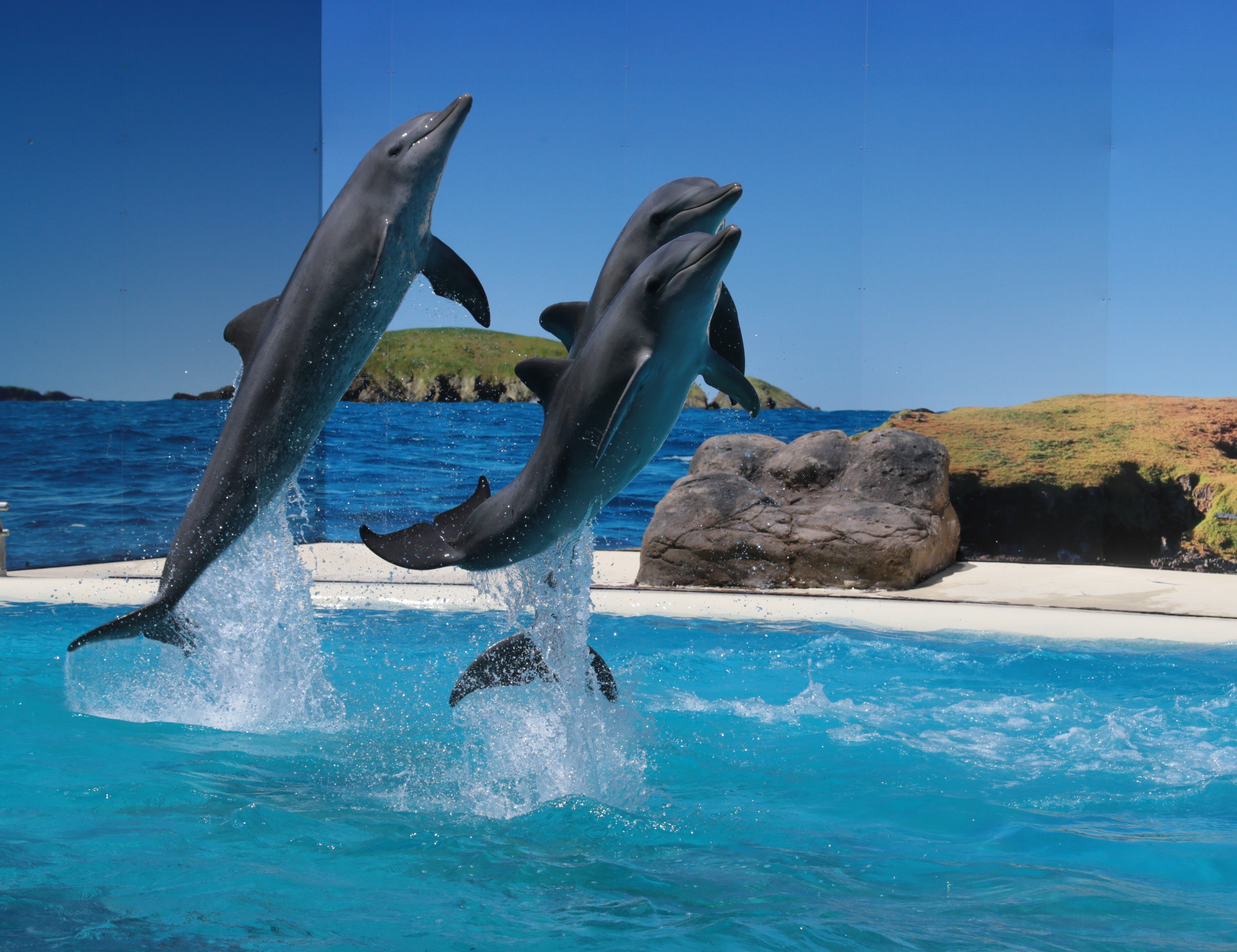Dolphin Marine Conservation Park - thumb 0