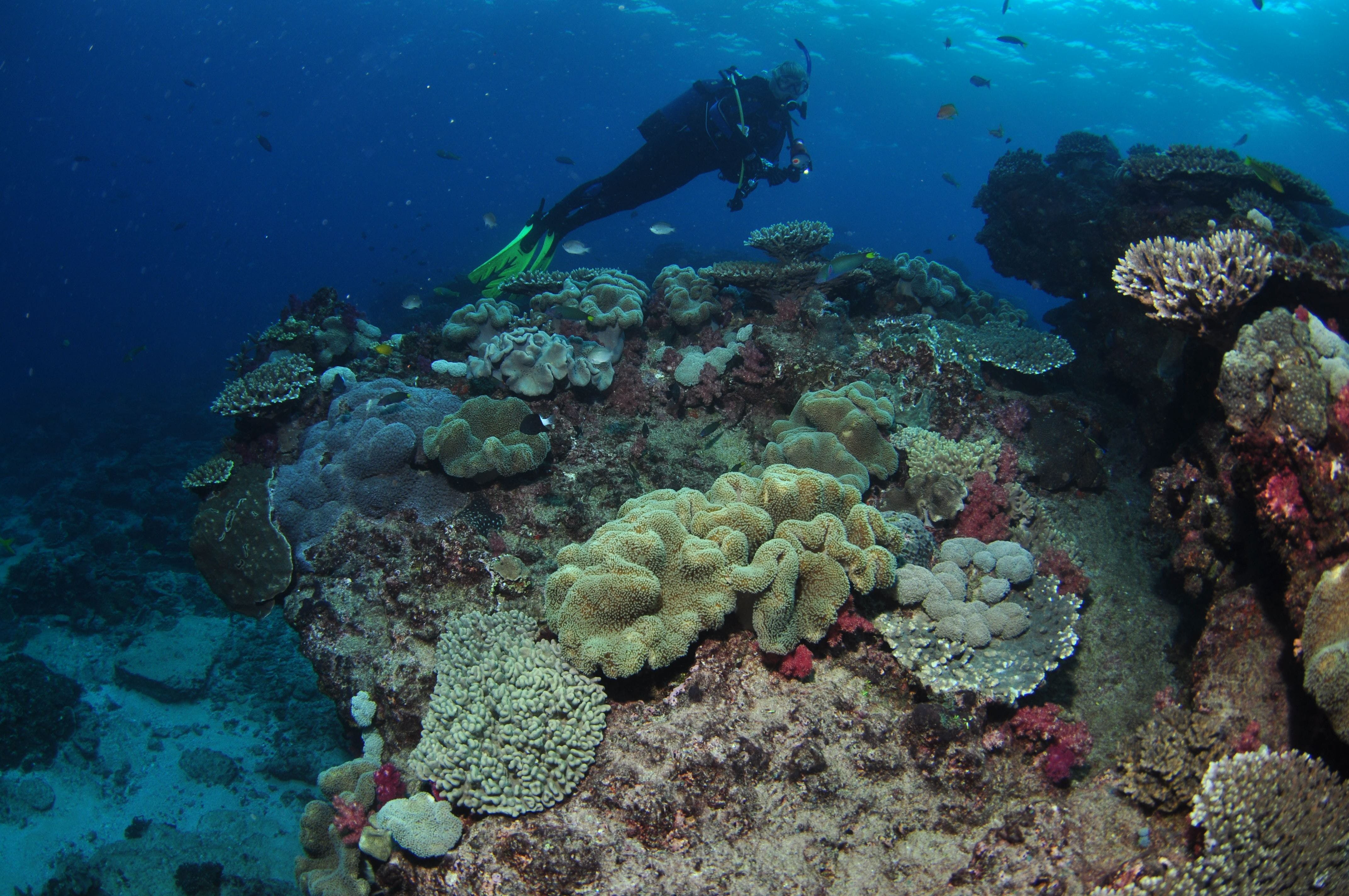 Flinders Reef Dive Site - thumb 2
