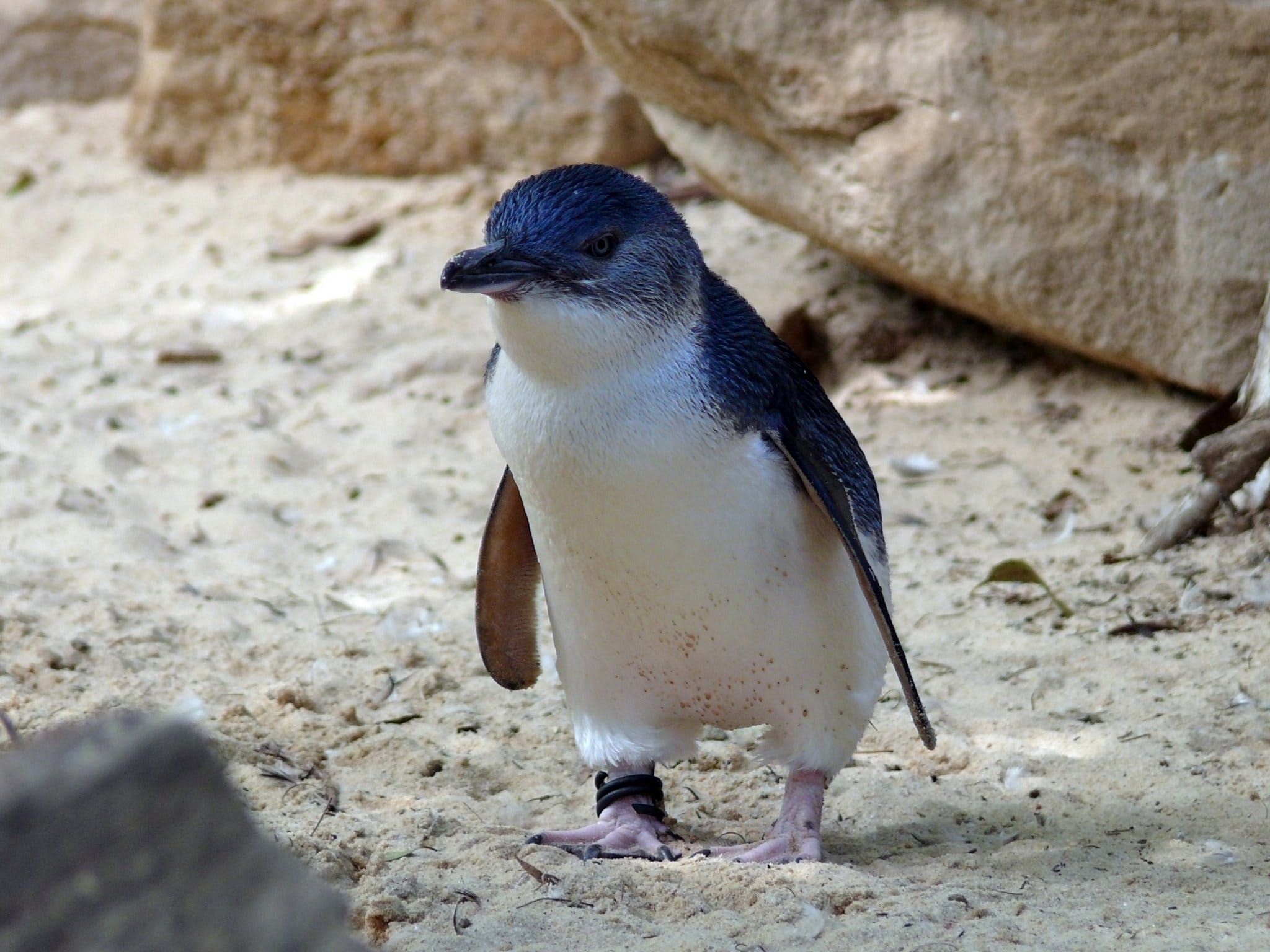 Granite Island Nature Park - Guided Penguin Tours - Accommodation Adelaide
