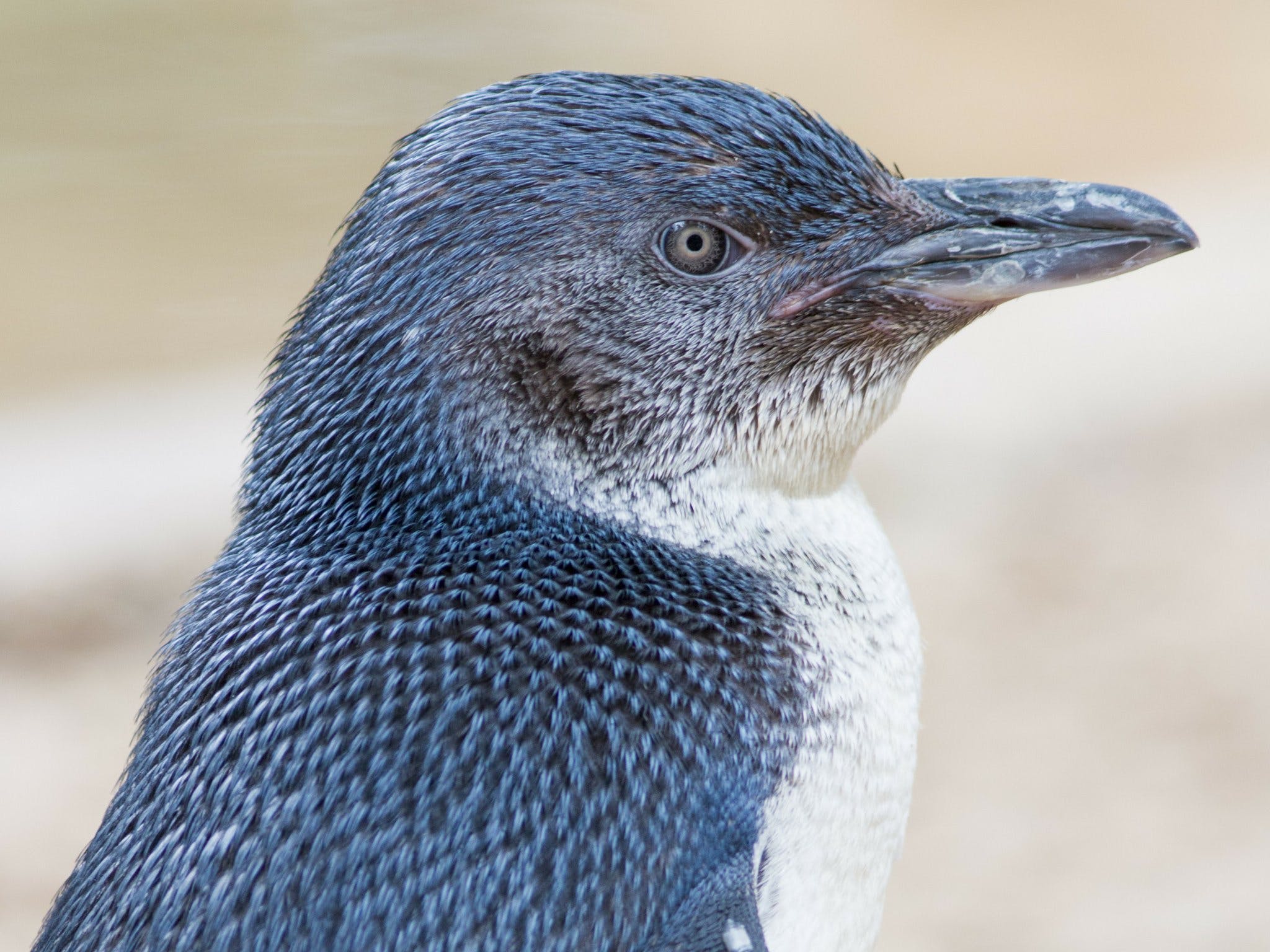 Granite Island Nature Park - Guided Penguin Tours - thumb 1