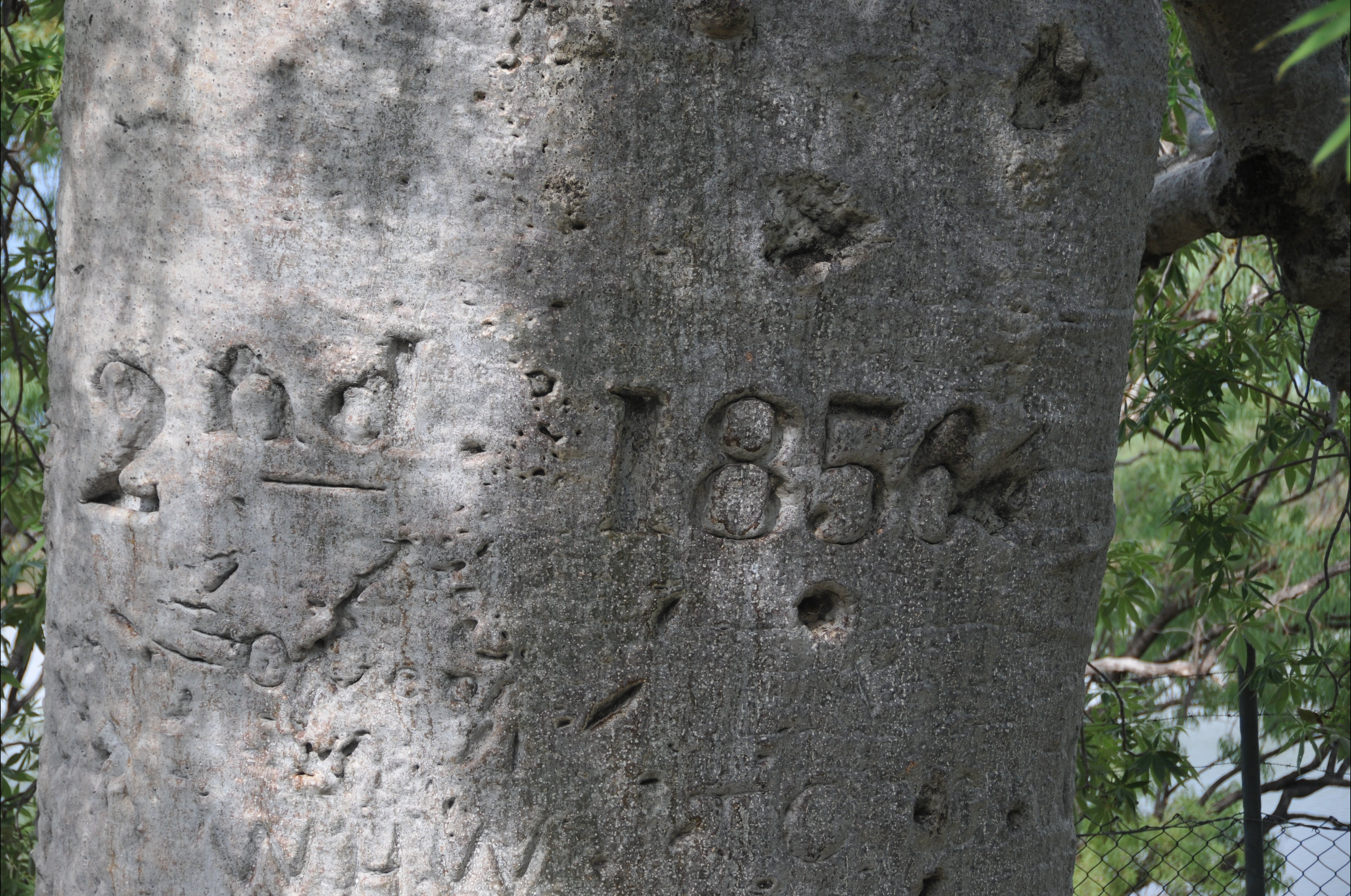Gregory's Tree, Timber Creek - thumb 2
