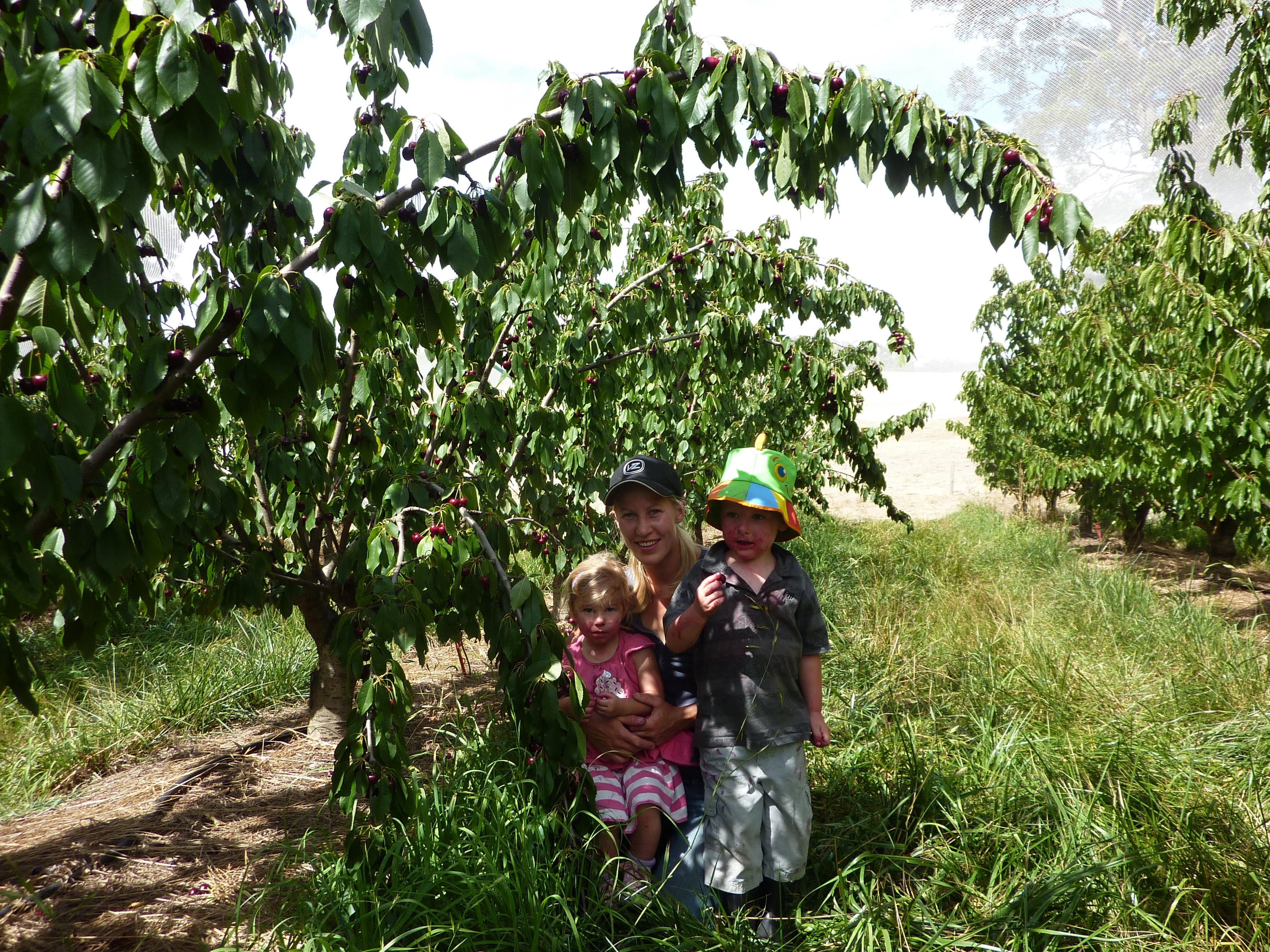 Harben Vale Pick Your Own Cherries - South Australia Travel