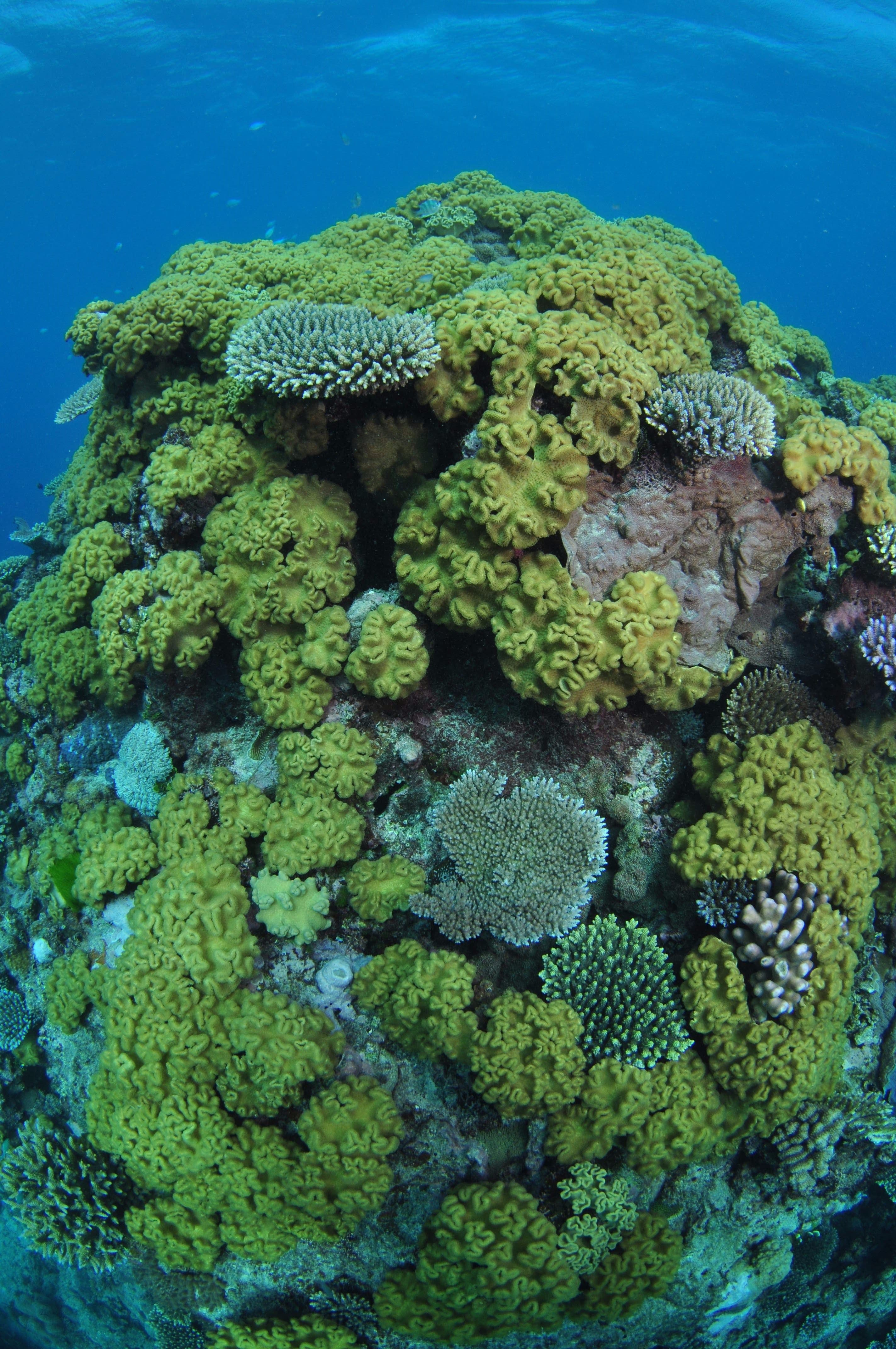 Keeper Reef Dive Site - thumb 0