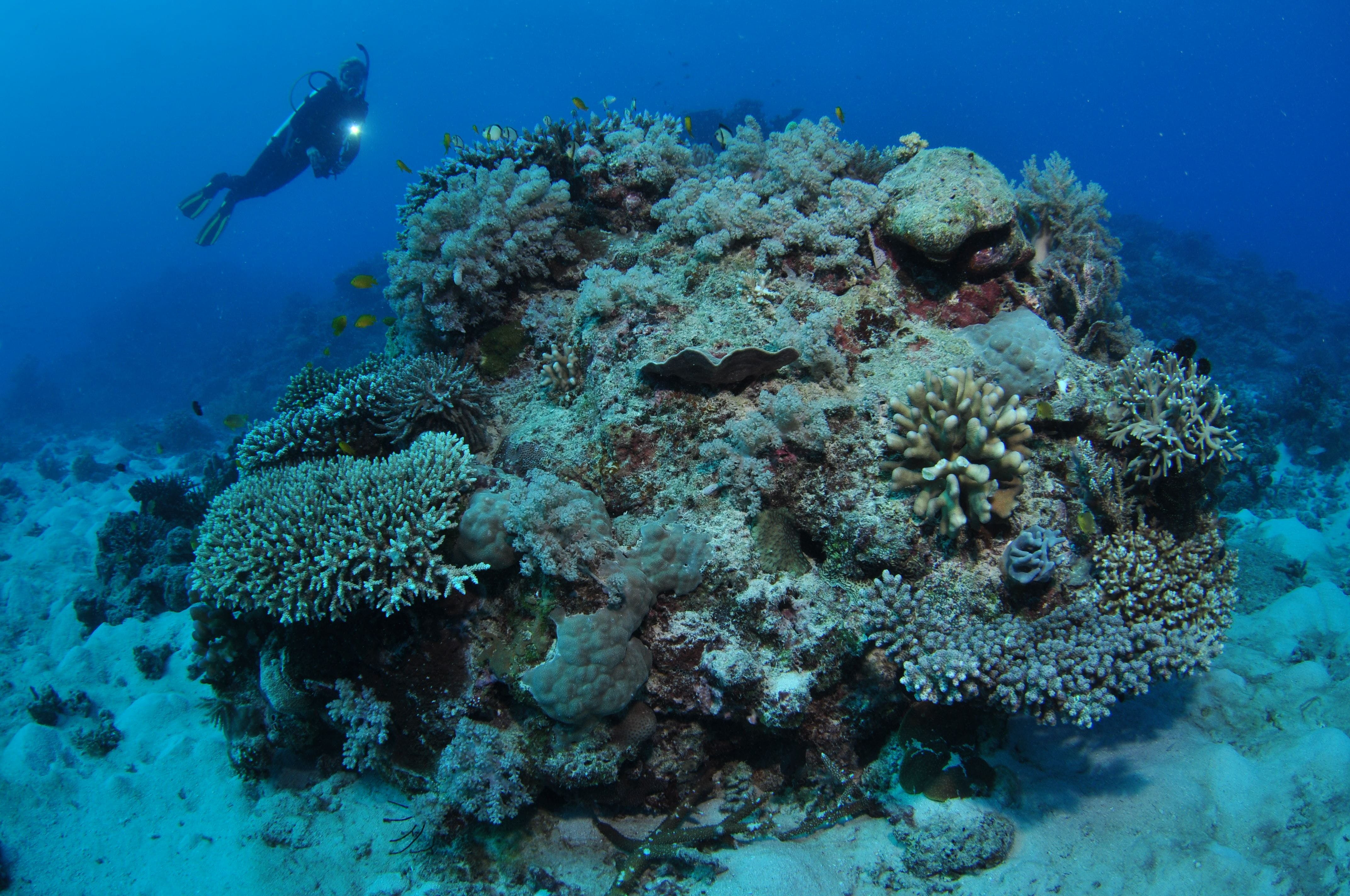 Keeper Reef Dive Site - thumb 1