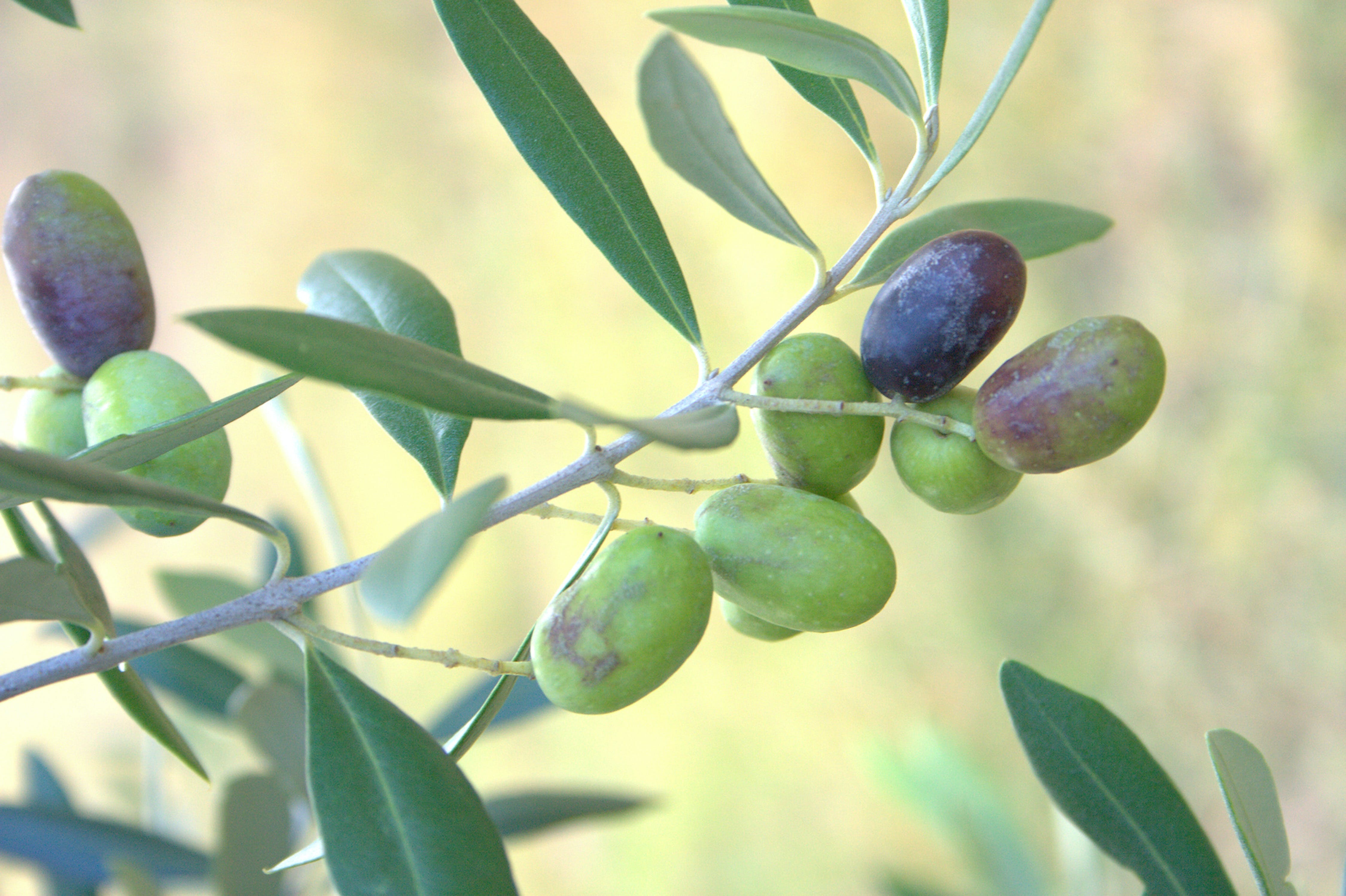 Olives Of Beaulieu - thumb 2