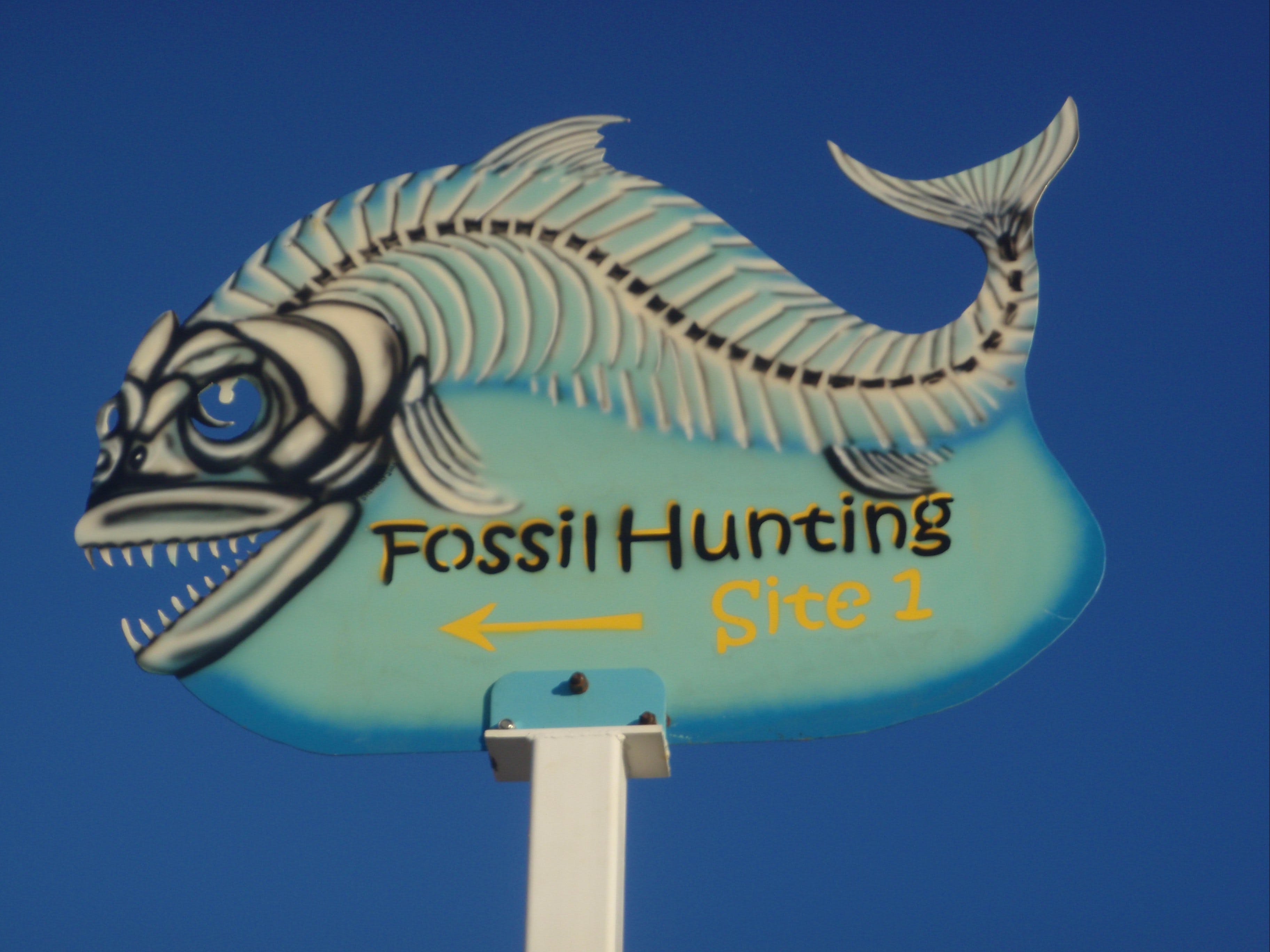 Richmond Fossil Hunting Sites - thumb 1