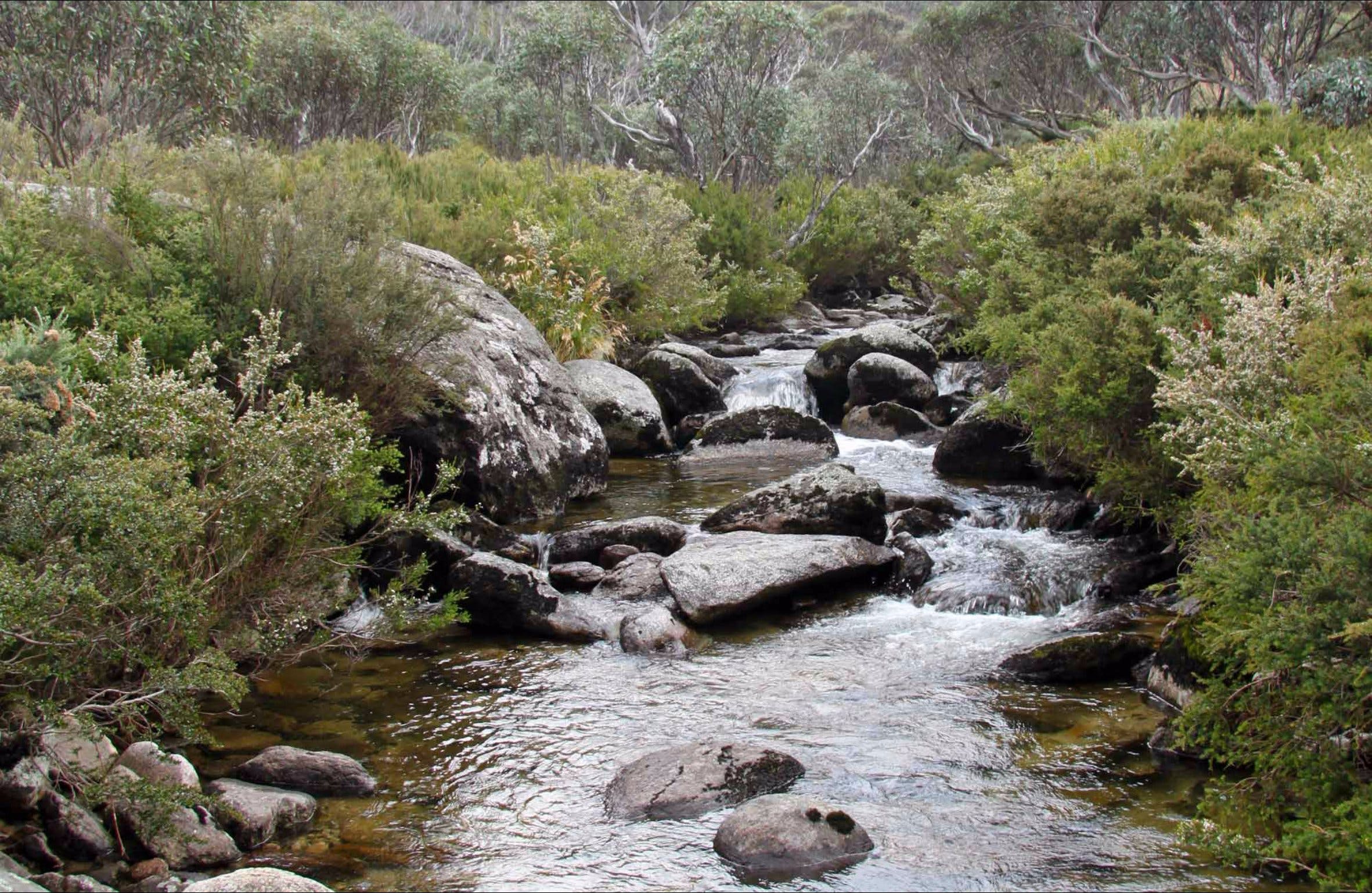 Thredbo River Track - Tourism Canberra