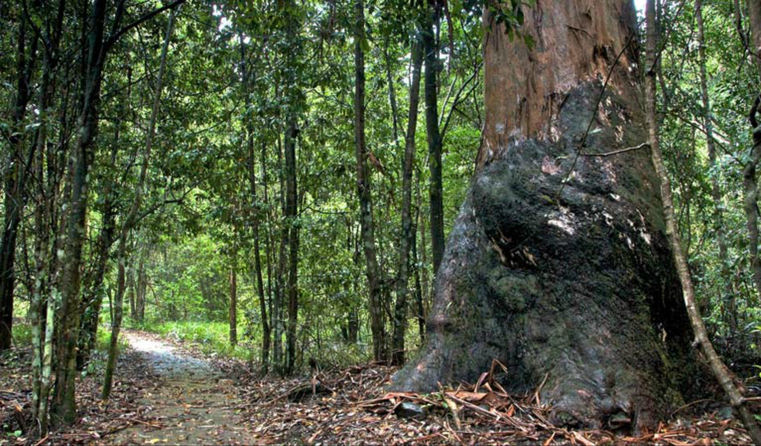 Blue Gum loop trail - Accommodation Bookings