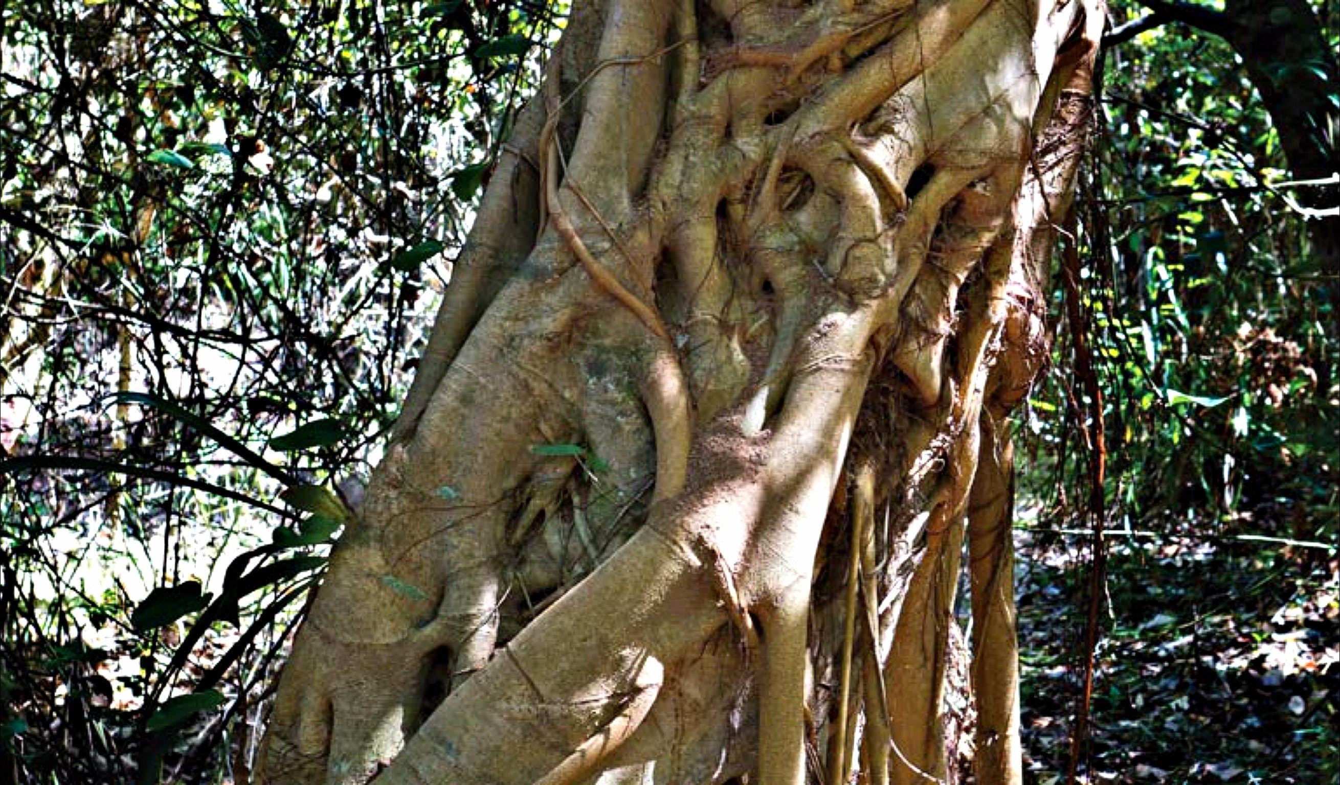 Bundagaree Rainforest Walk - Find Attractions