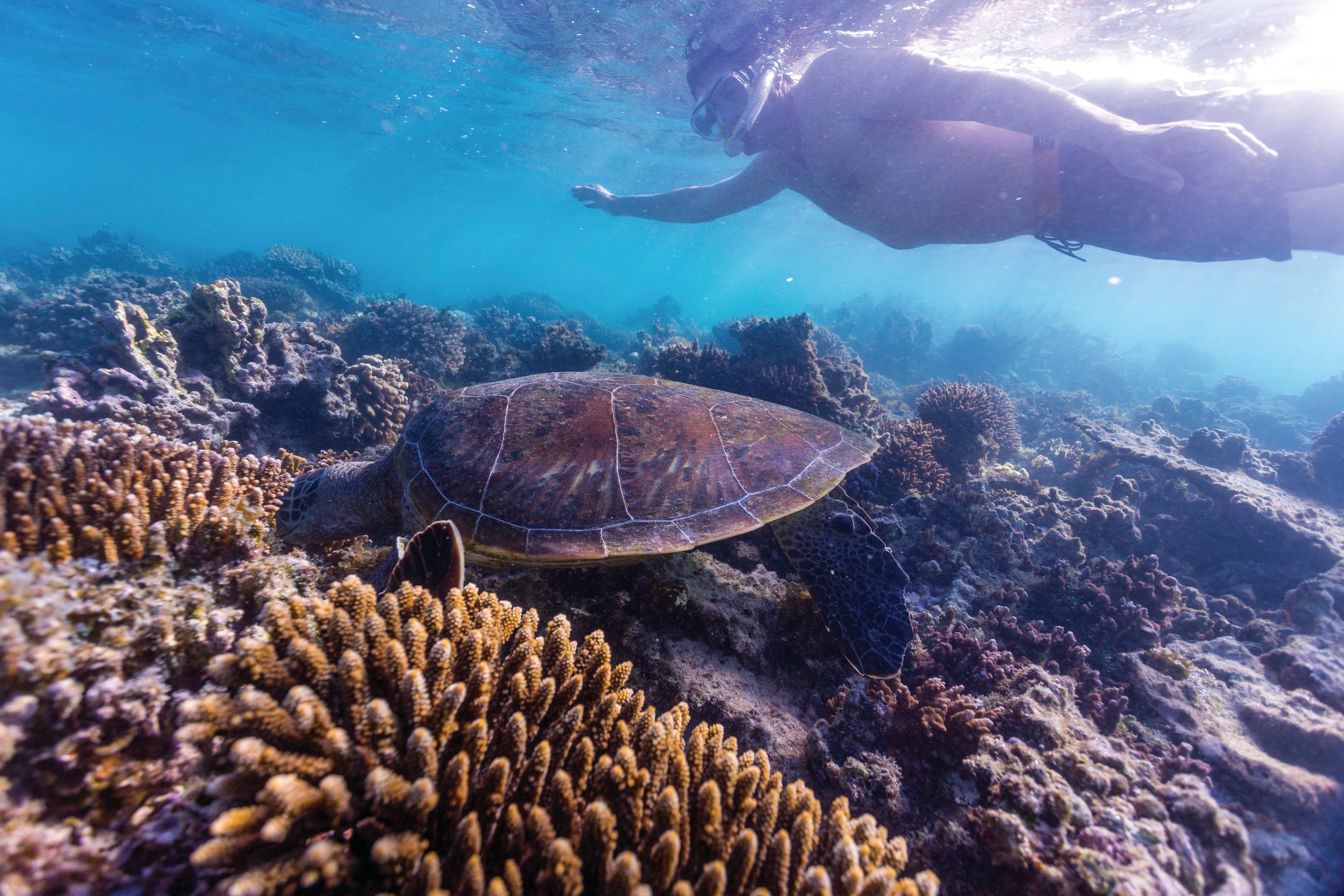 Complete Ningaloo Reef Experience - WA Accommodation