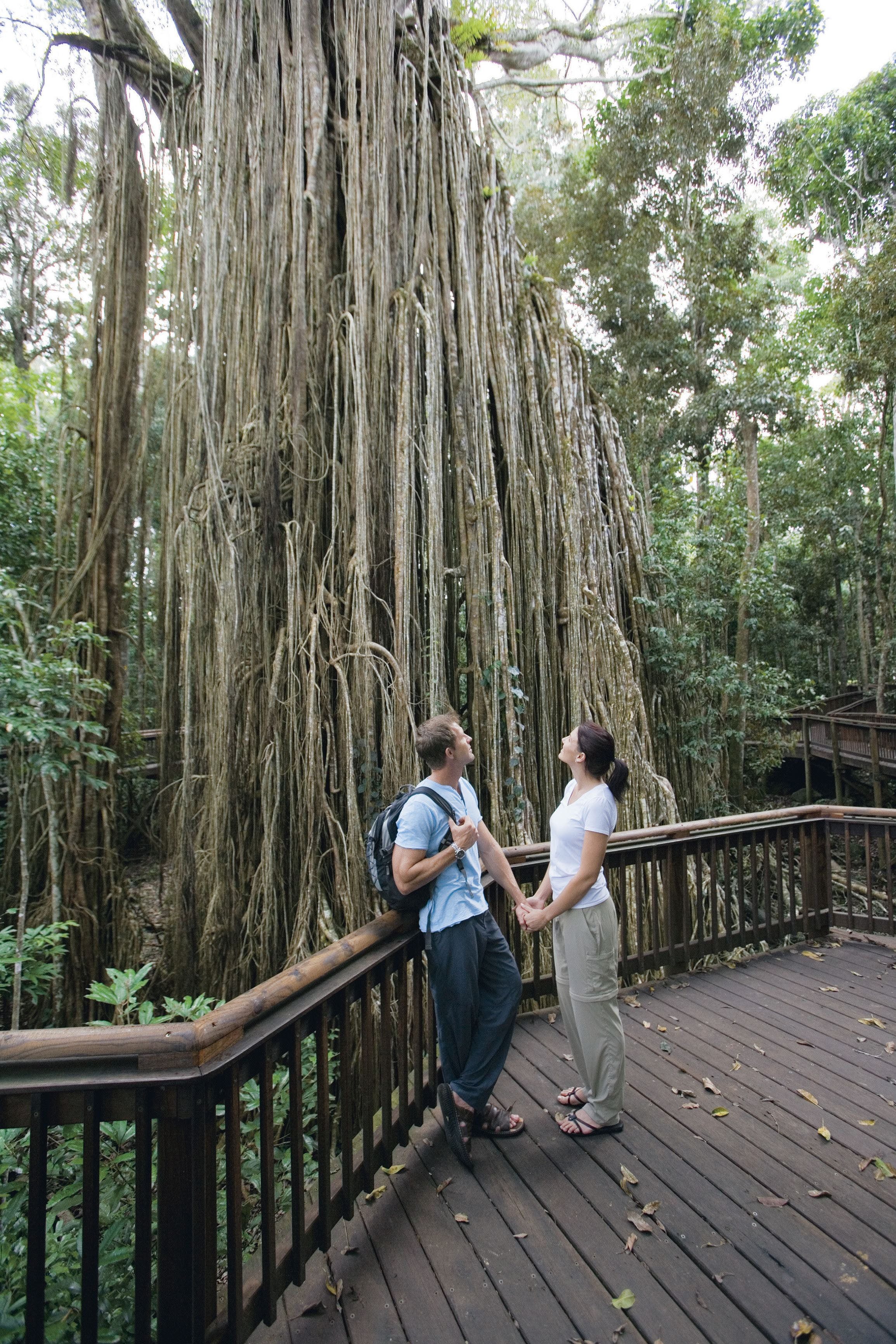 Curtain Fig Tree Yungaburra - Tourism Cairns