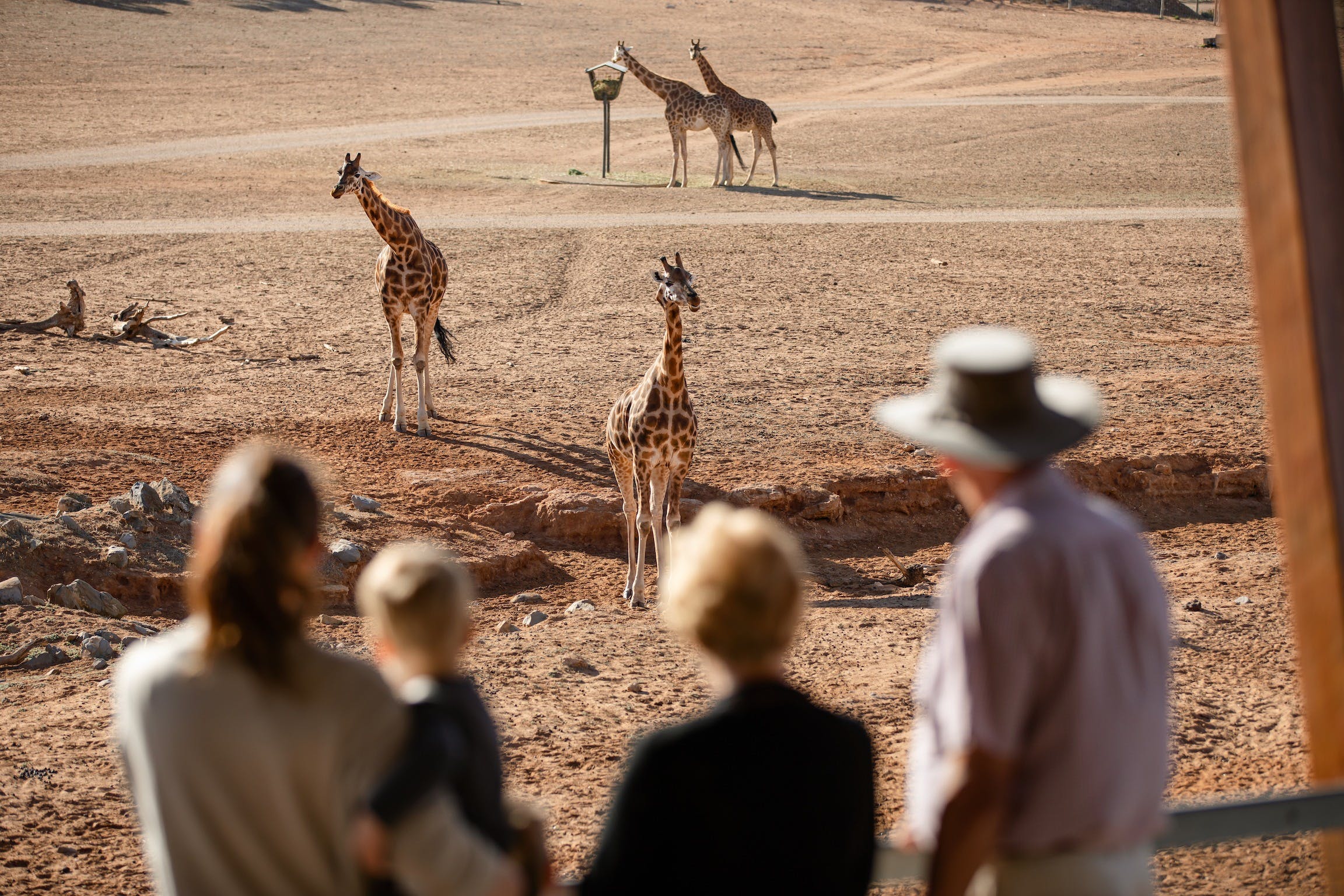 Monarto Safari Park - South Australia Travel