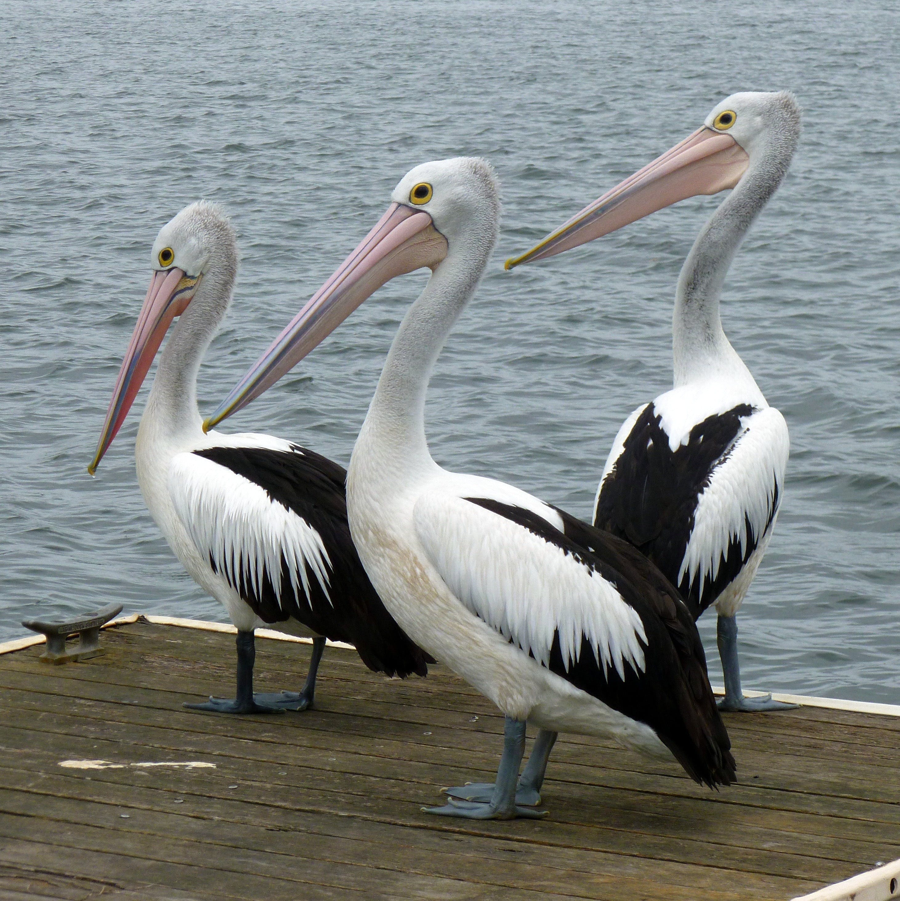Pelican Feeding - Accommodation Gladstone