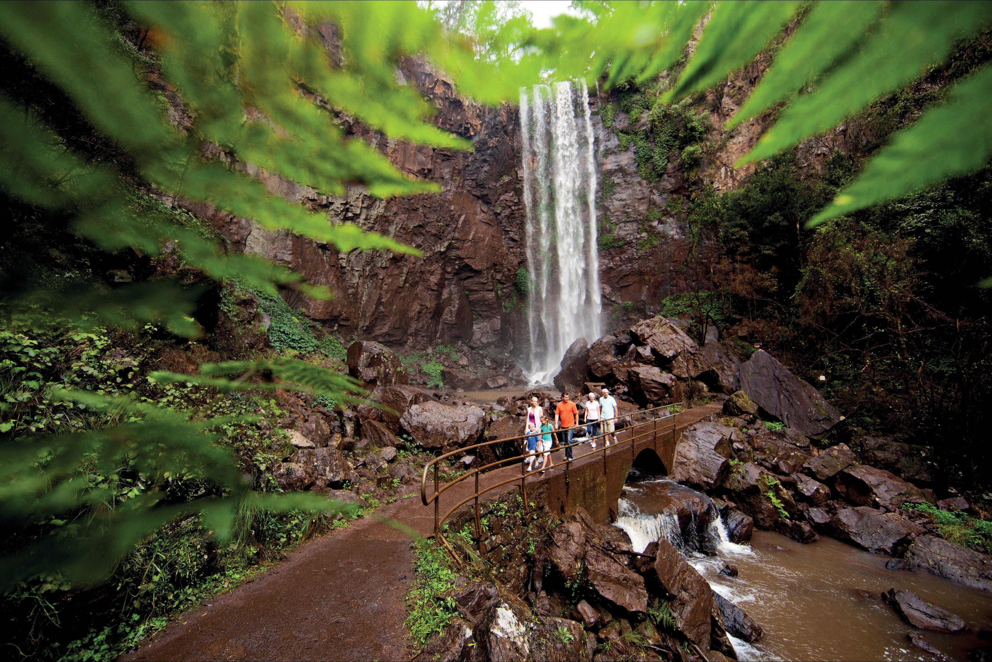 Queen Mary Falls circuit Main Range National Park - Accommodation Cairns