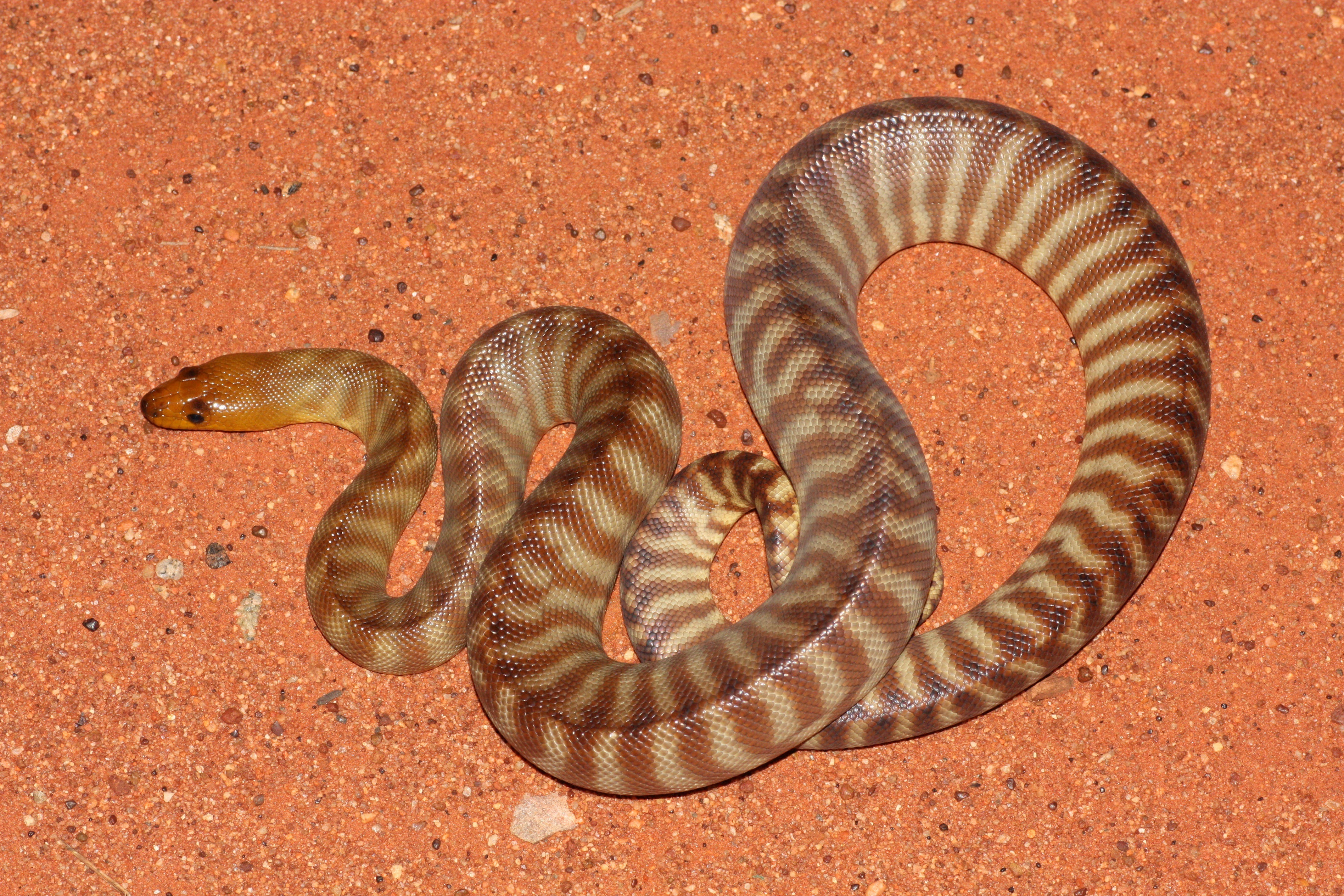 Red Desert Reptiles - Geraldton Accommodation