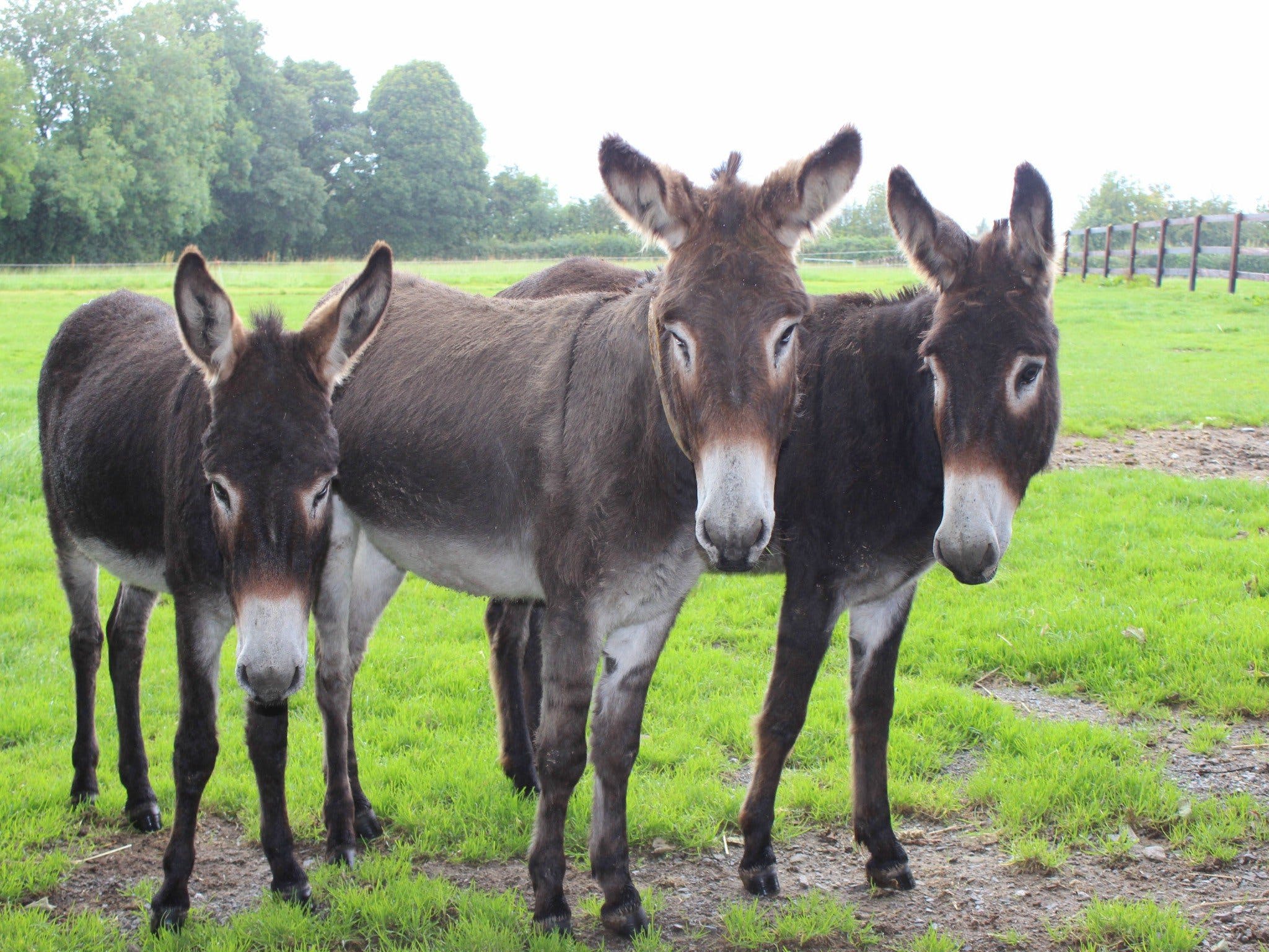 The Good Samaritan Donkey Sanctuary - Grafton Accommodation