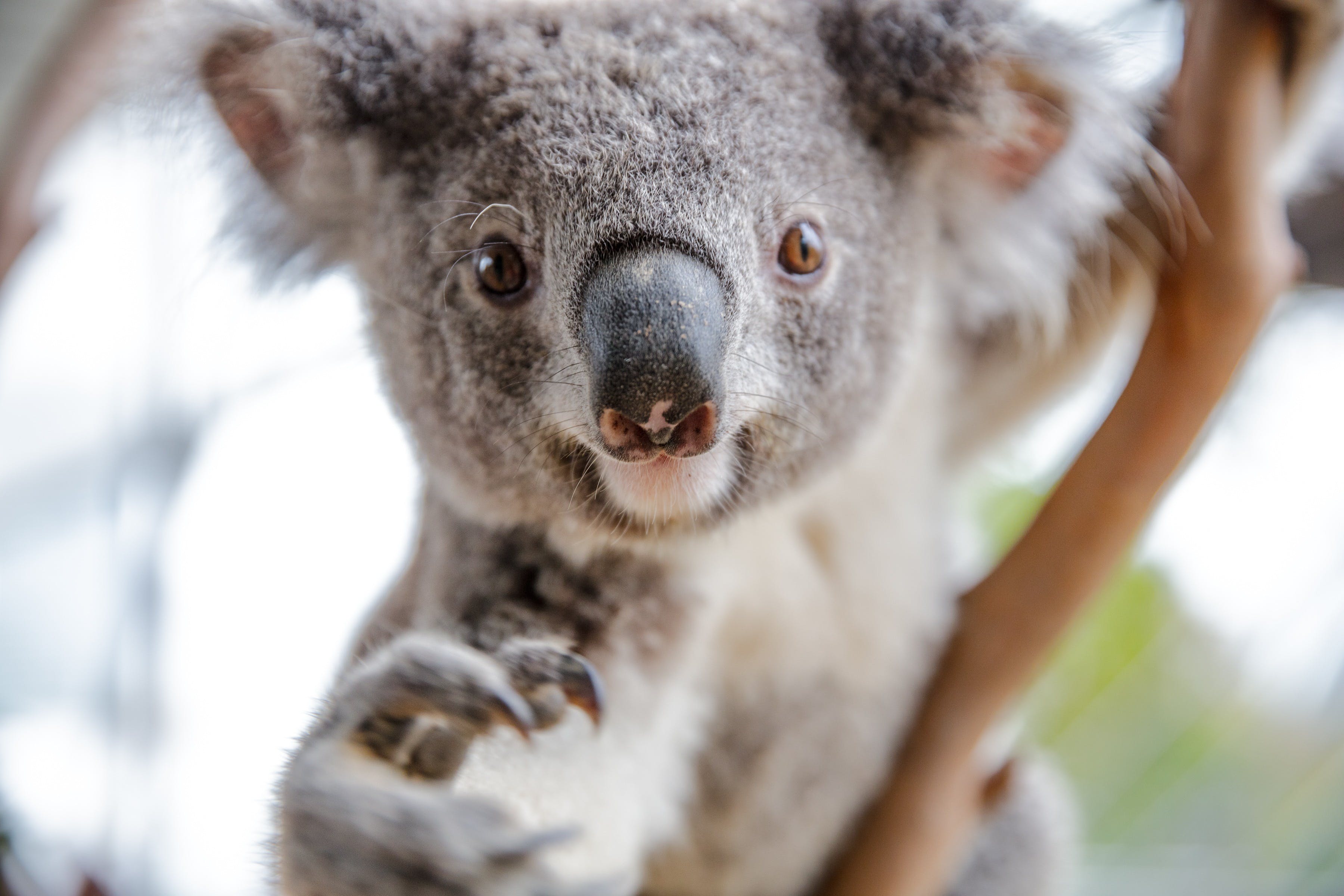 Wild Life Sydney Zoo - Accommodation Port Macquarie
