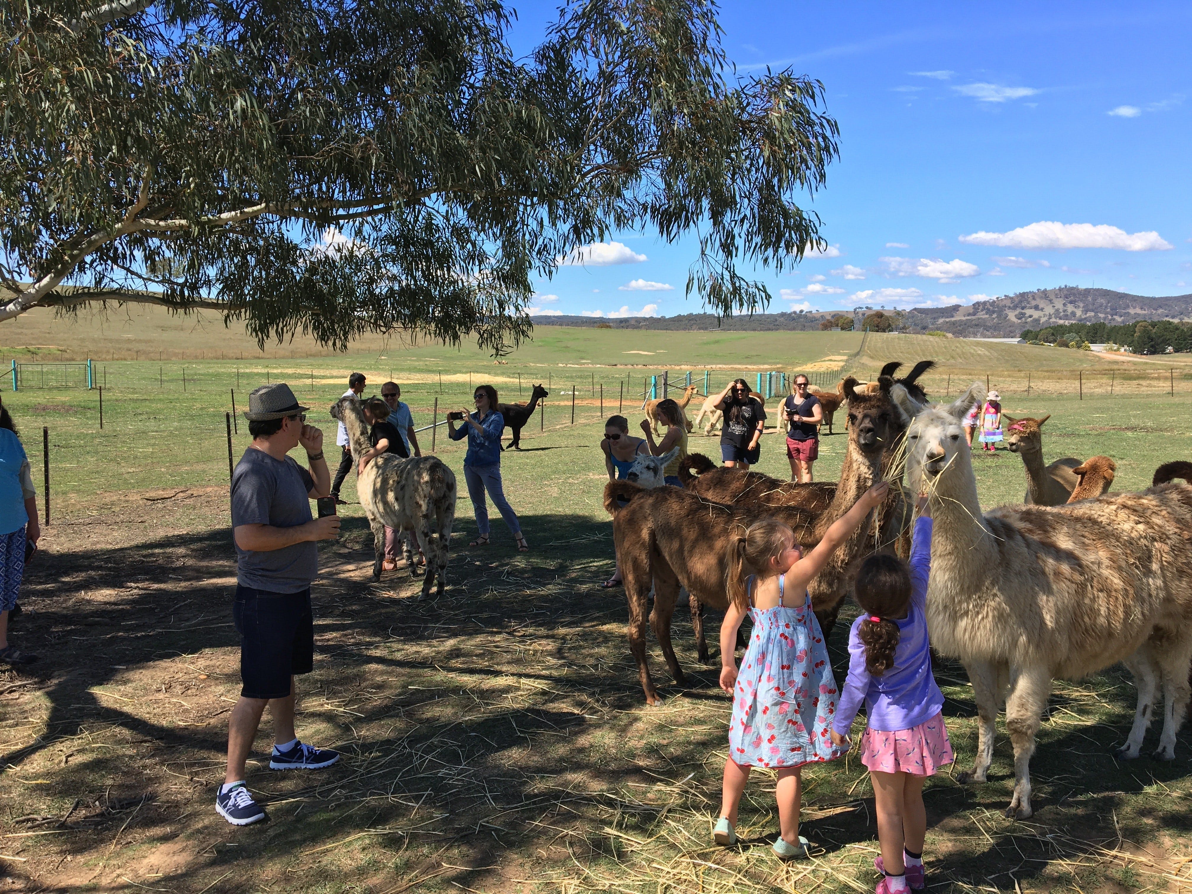 Alpaca Magic Stud - New South Wales Tourism 