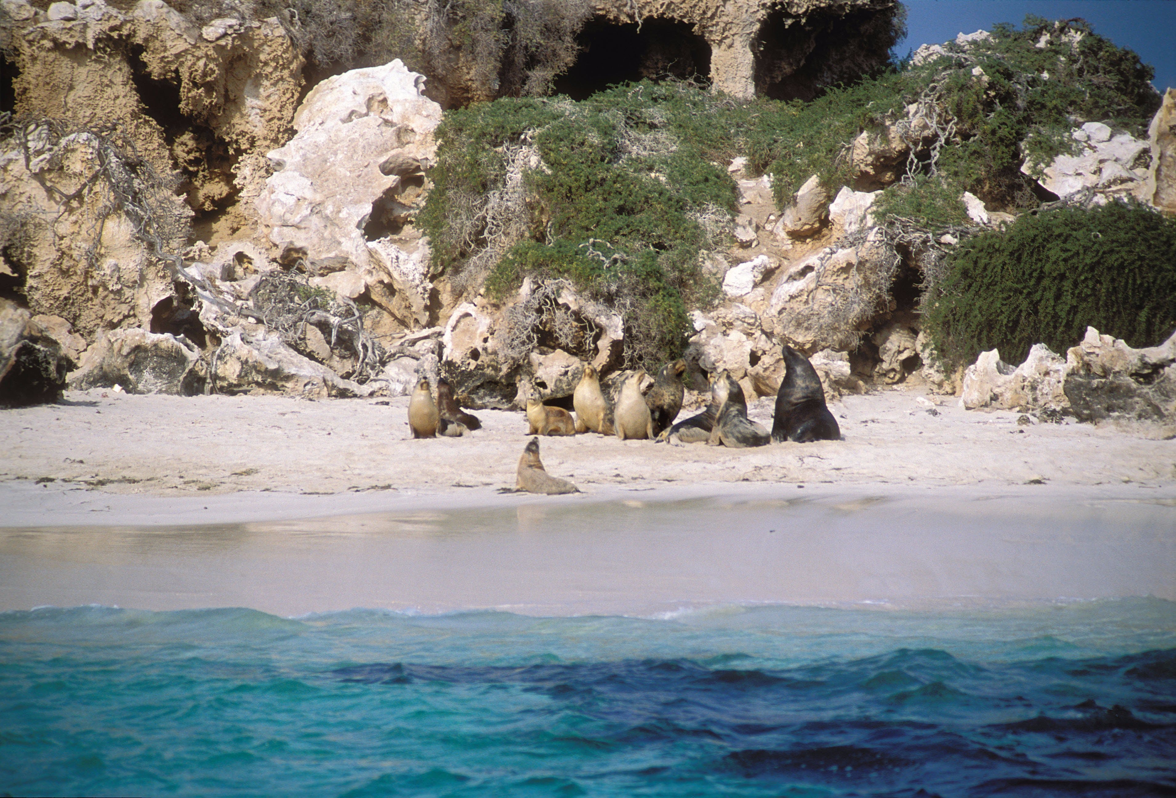 Australian Sea Lions - Tourism Bookings WA