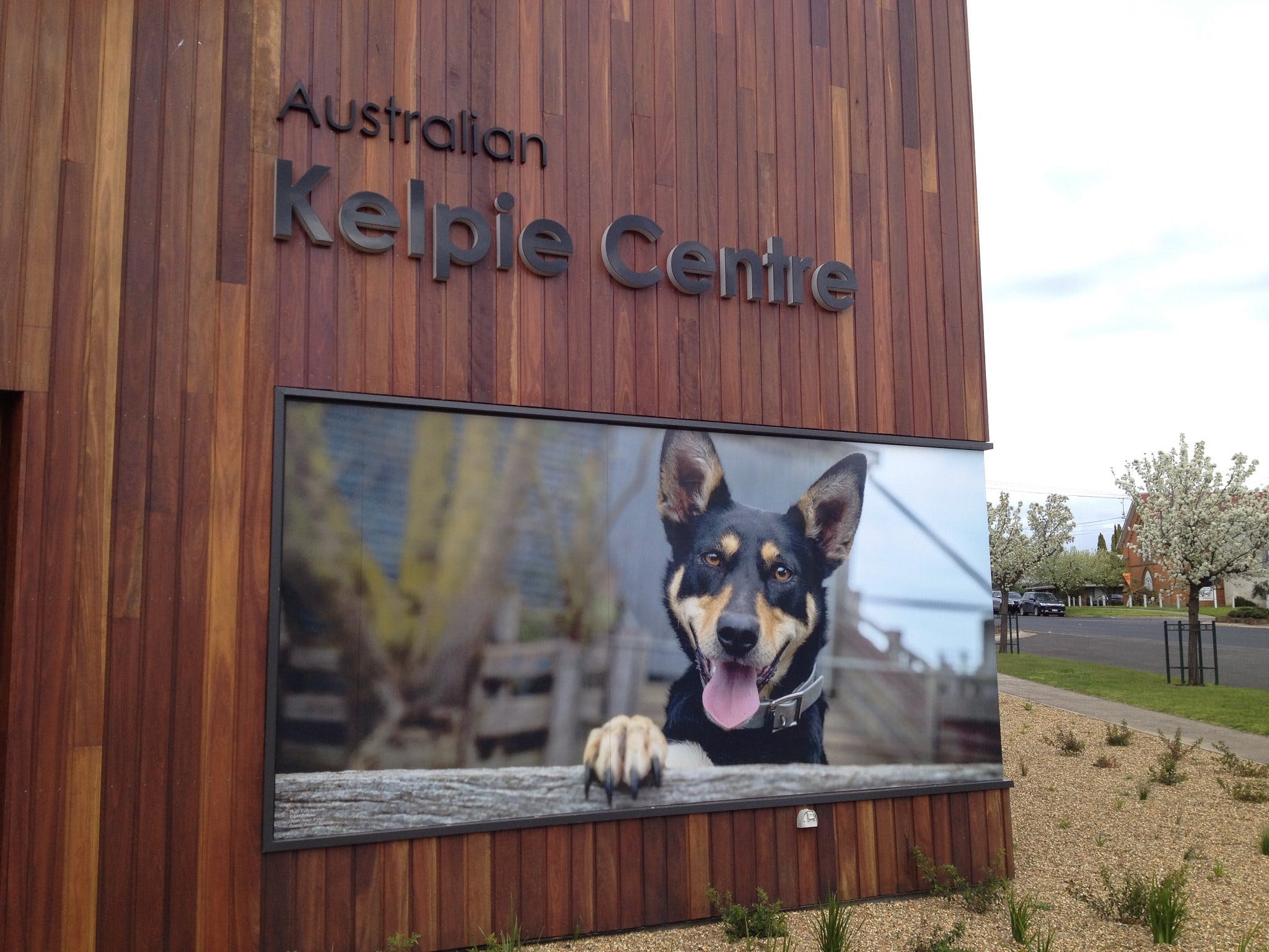 Australian Kelpie Centre - thumb 0
