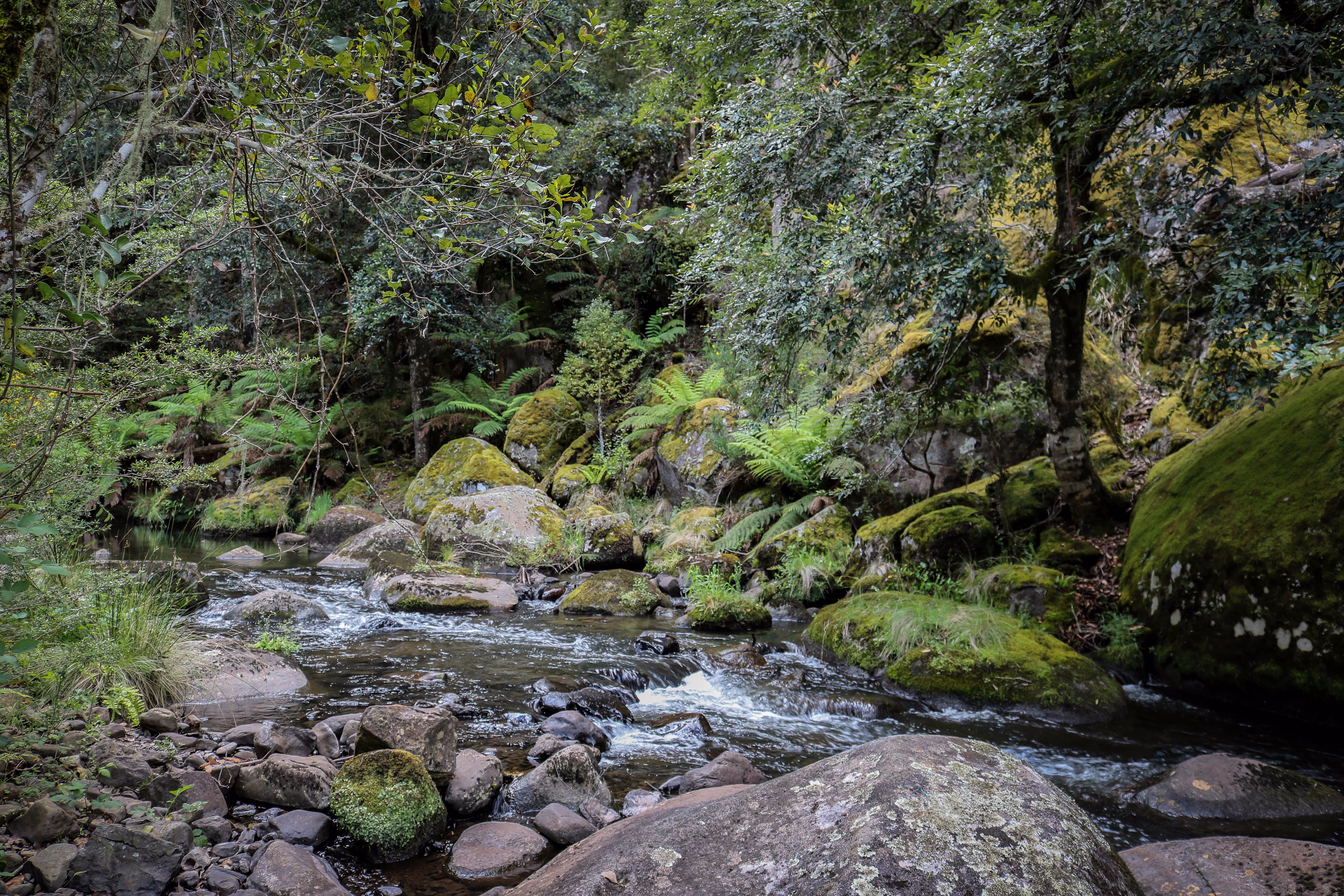Barrington Tops State Forest - thumb 1