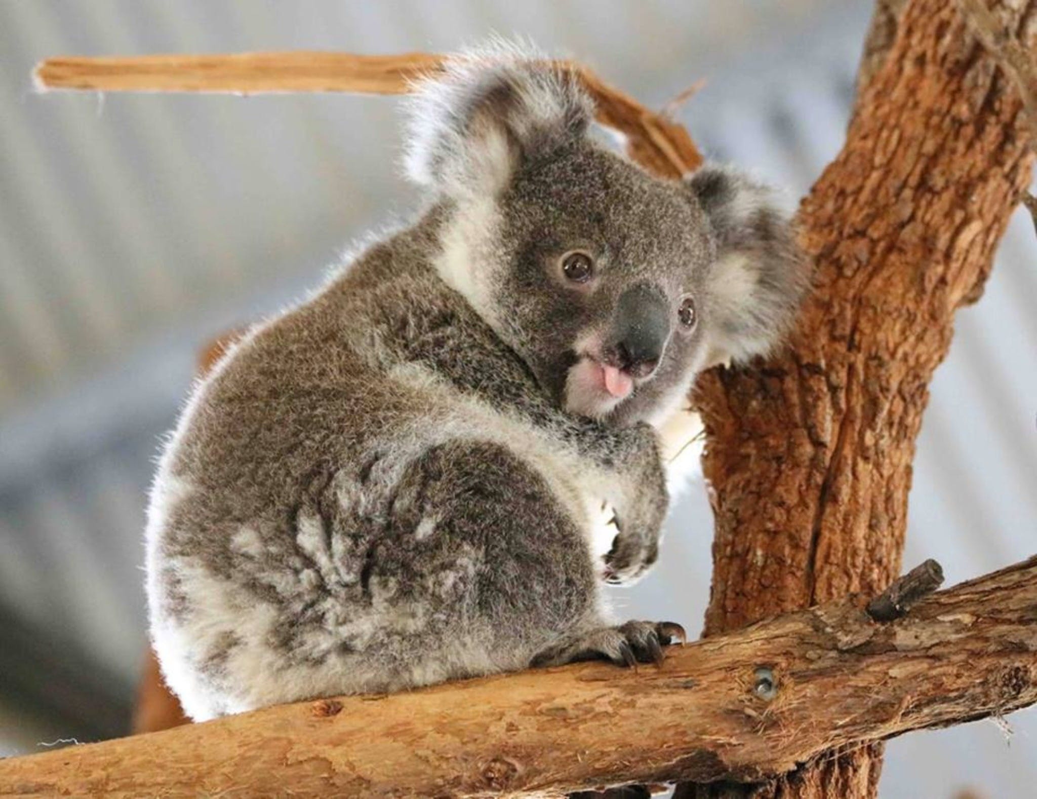 Billabong Zoo: Koala And Wildlife Park - thumb 2