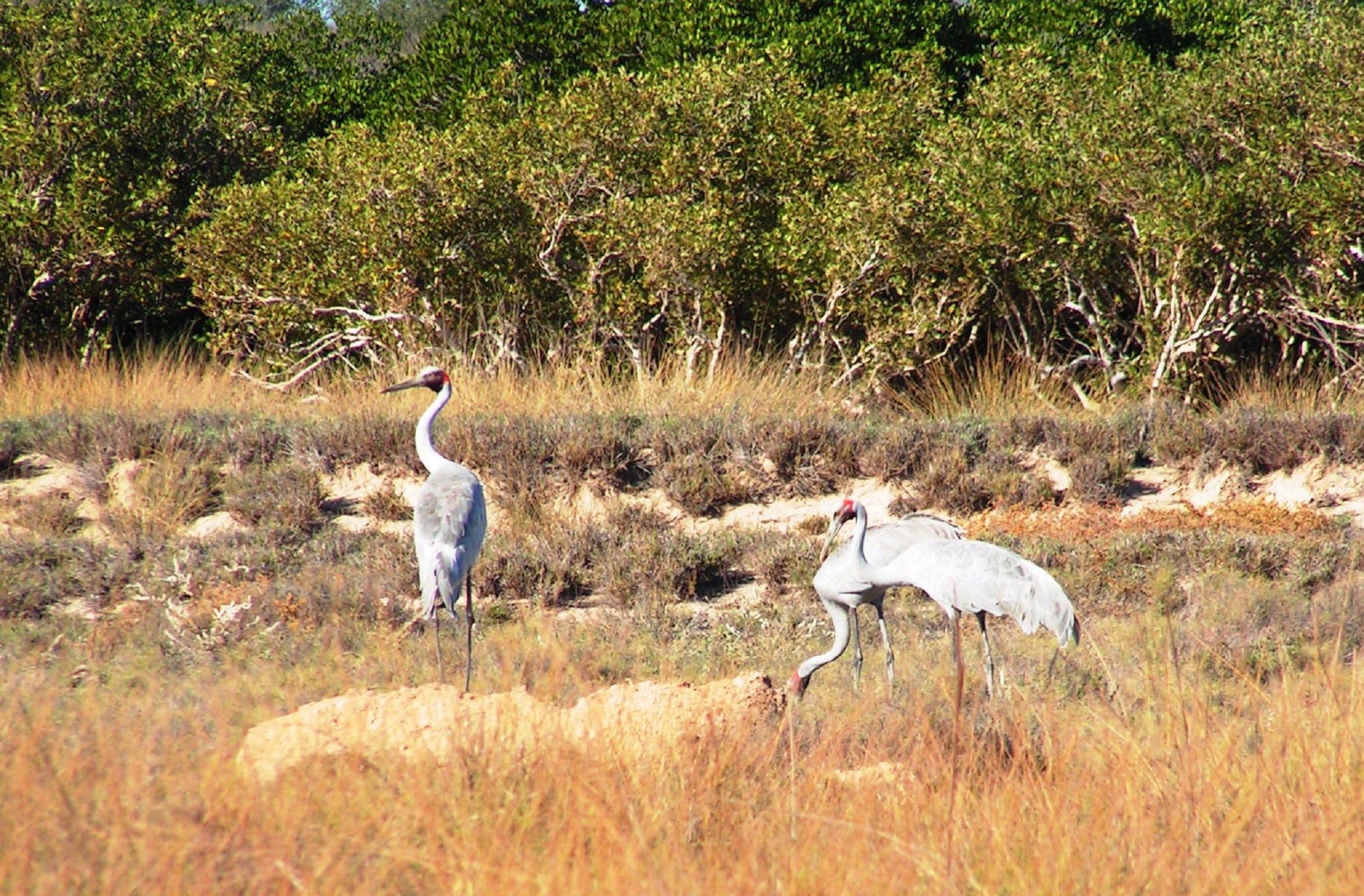 Cape Keraudren Nature Reserve - Accommodation Yamba