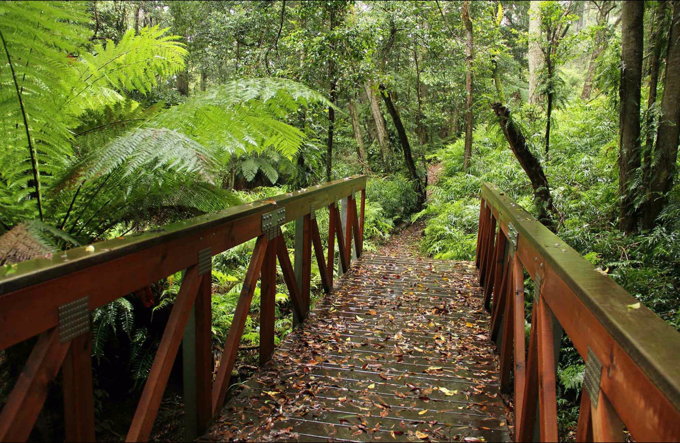 Goodenia Rainforest Walking Track - thumb 0