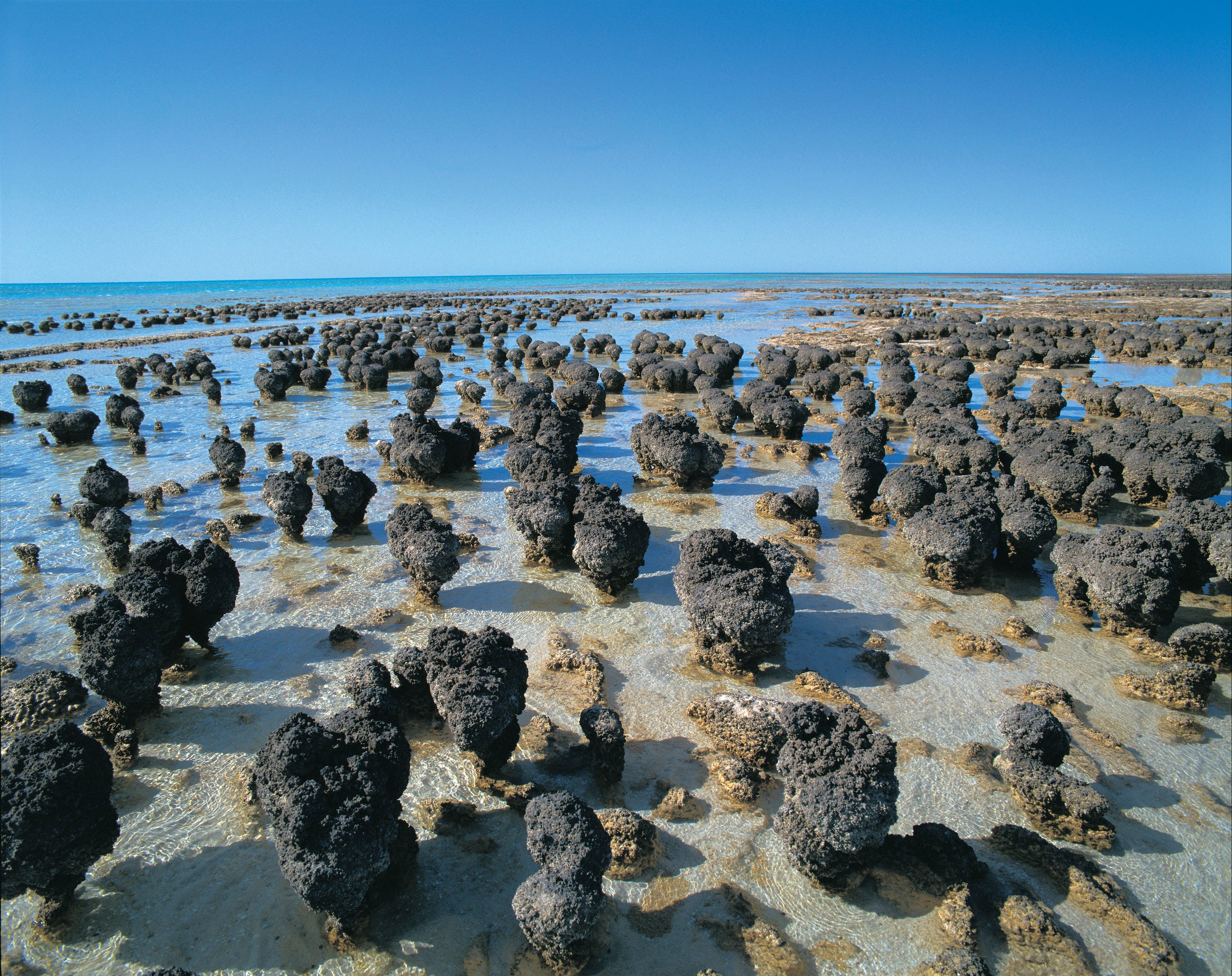 Hamelin Pool Stromatolites - thumb 2