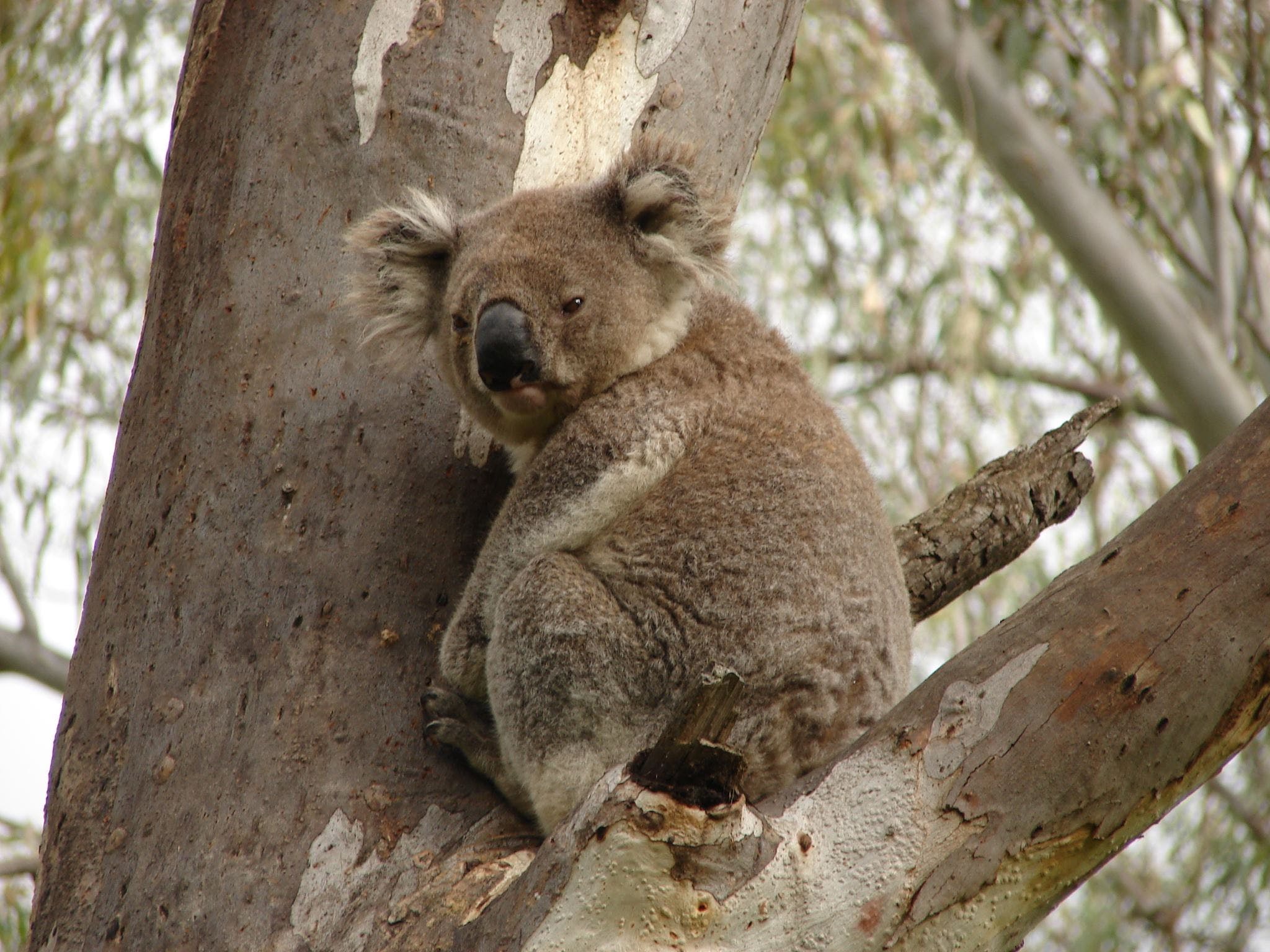 Koala Spotting Narrandera - thumb 0
