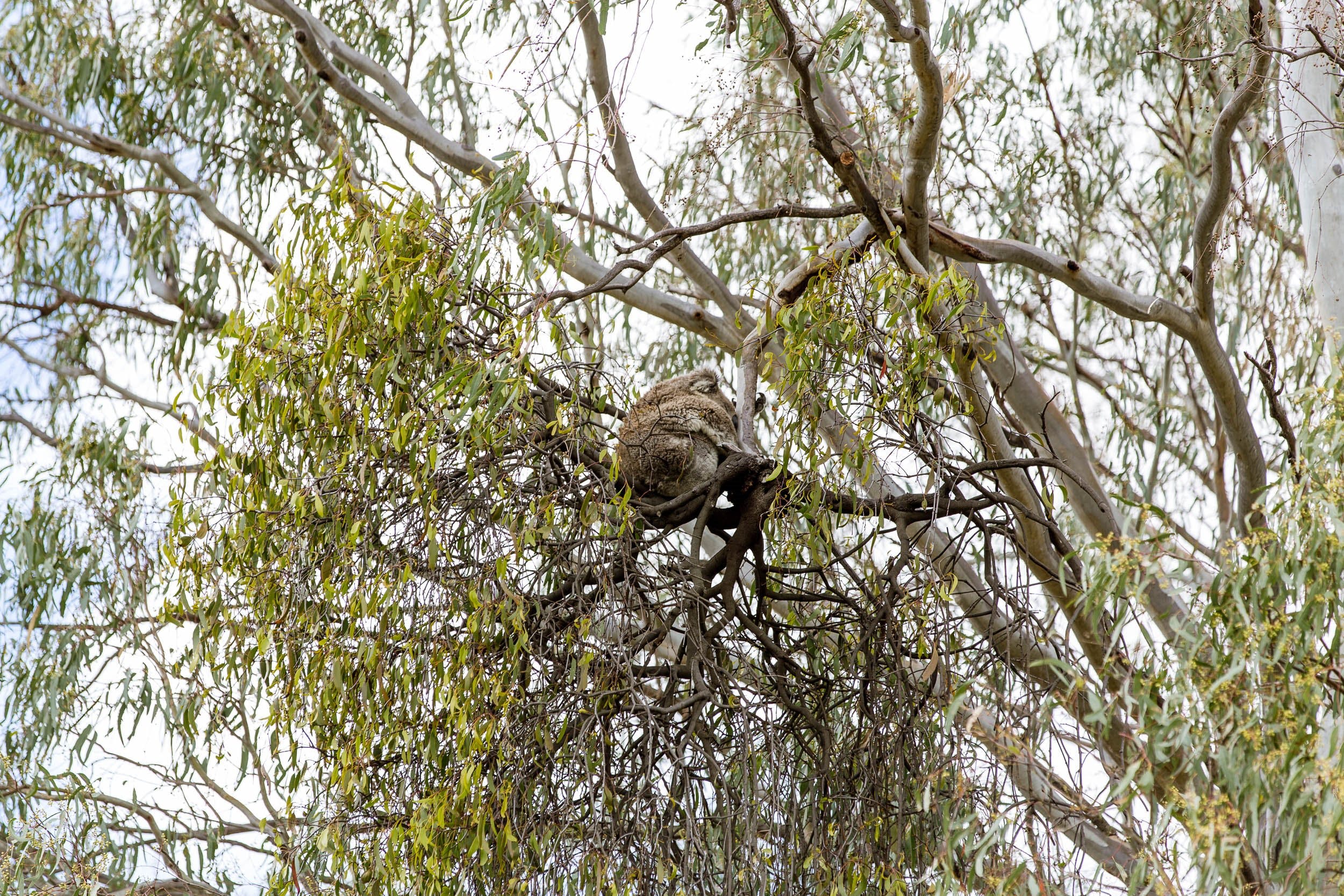 Koala Spotting Narrandera - thumb 1