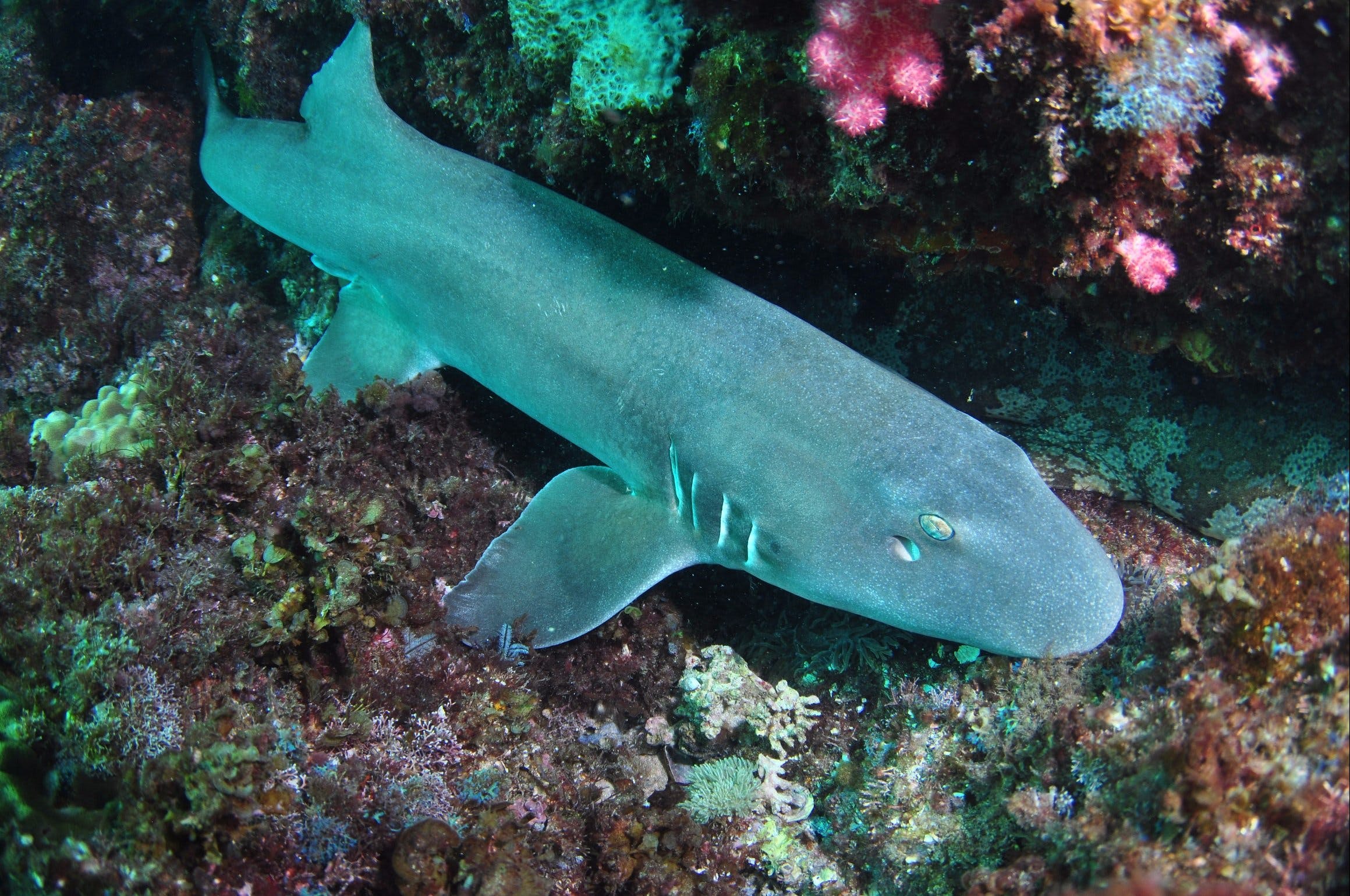 Middle Reef Dive Site - Tourism Cairns