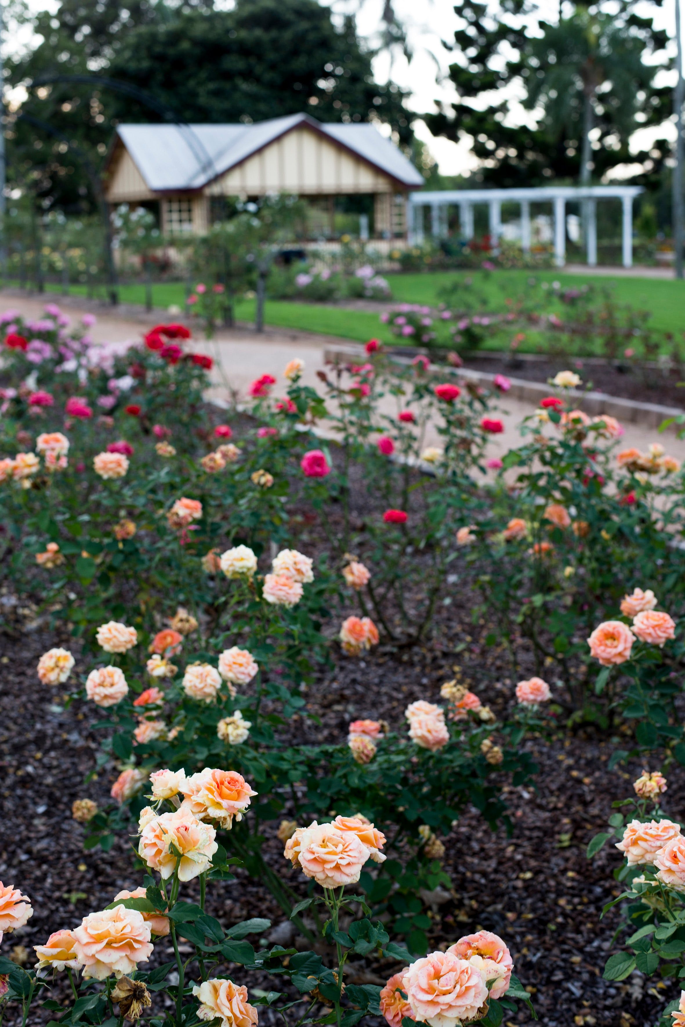 Newtown Park State Rose Garden - thumb 2