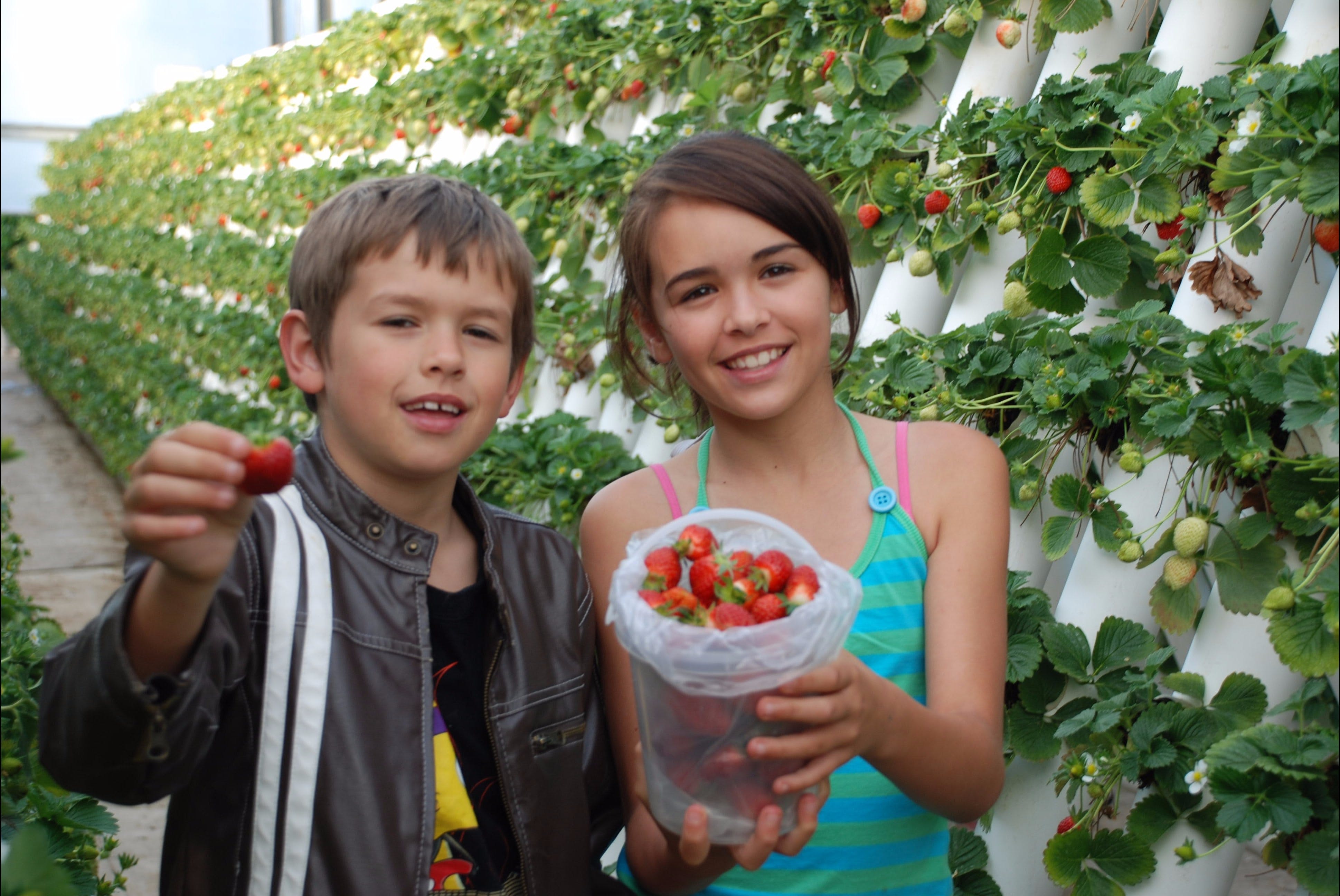 Ricardoes Tomatoes And Strawberries Farm, Port Macquarie - thumb 2