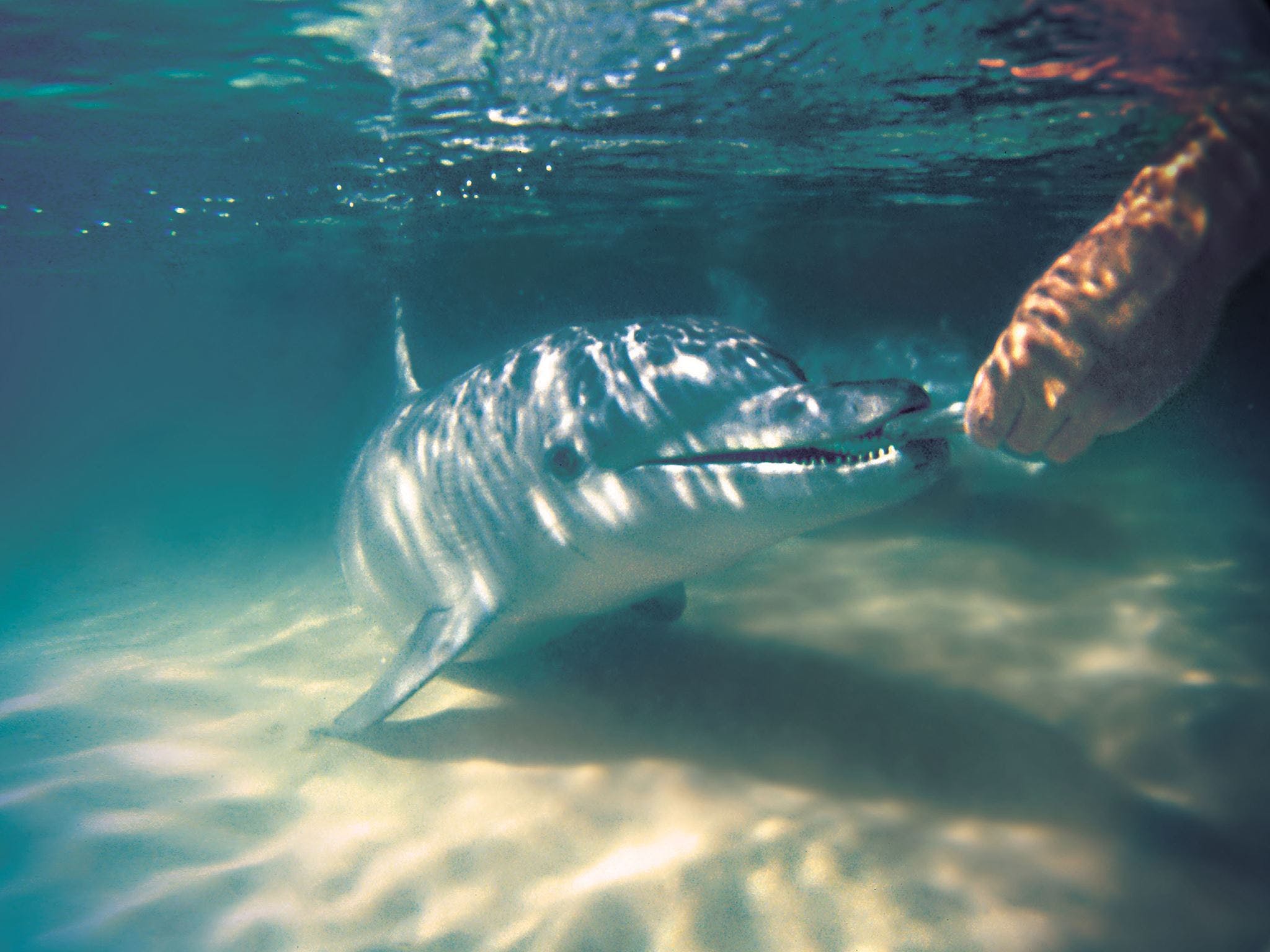 Tangalooma Wild Dolphin Feeding - thumb 2