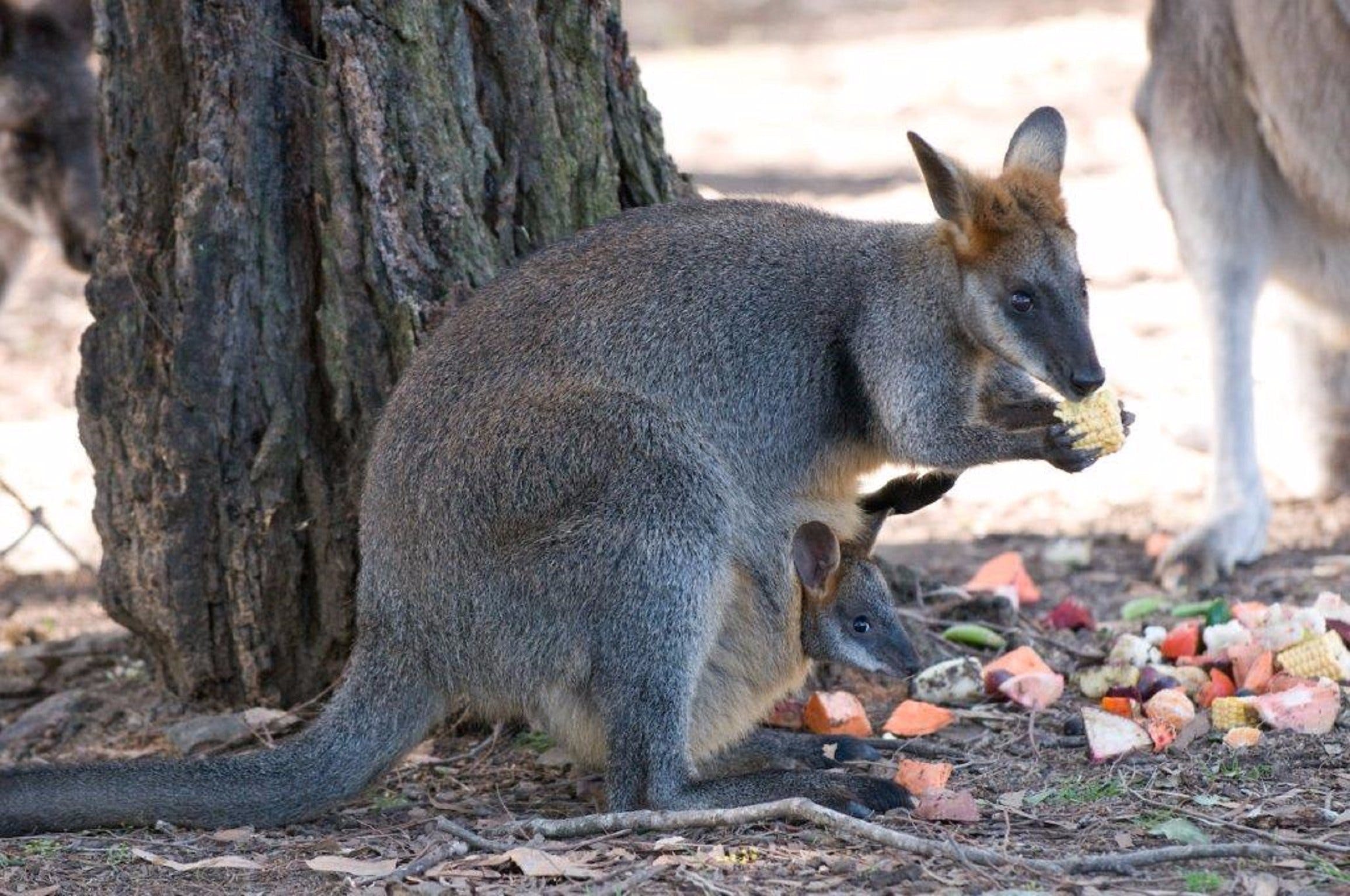 Wirrimbirra Sanctuary - New South Wales Tourism 
