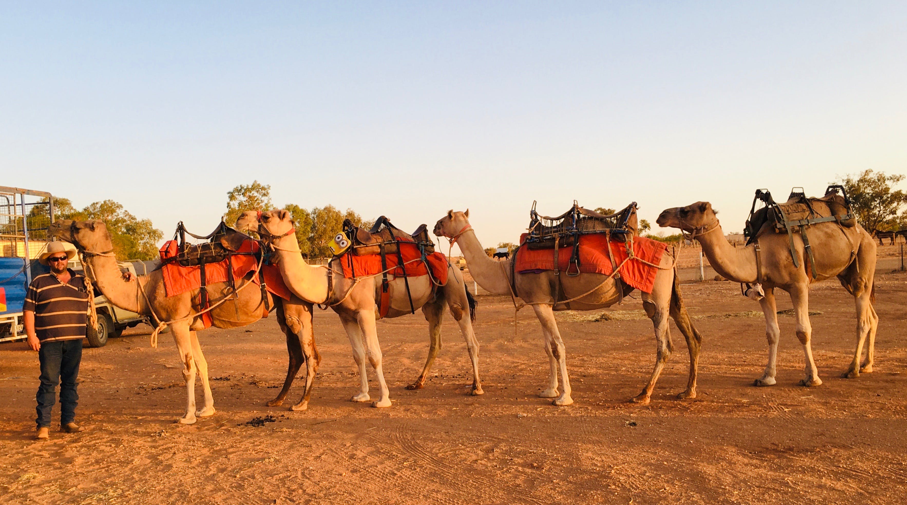 Broken Hill Camels - Accommodation Adelaide