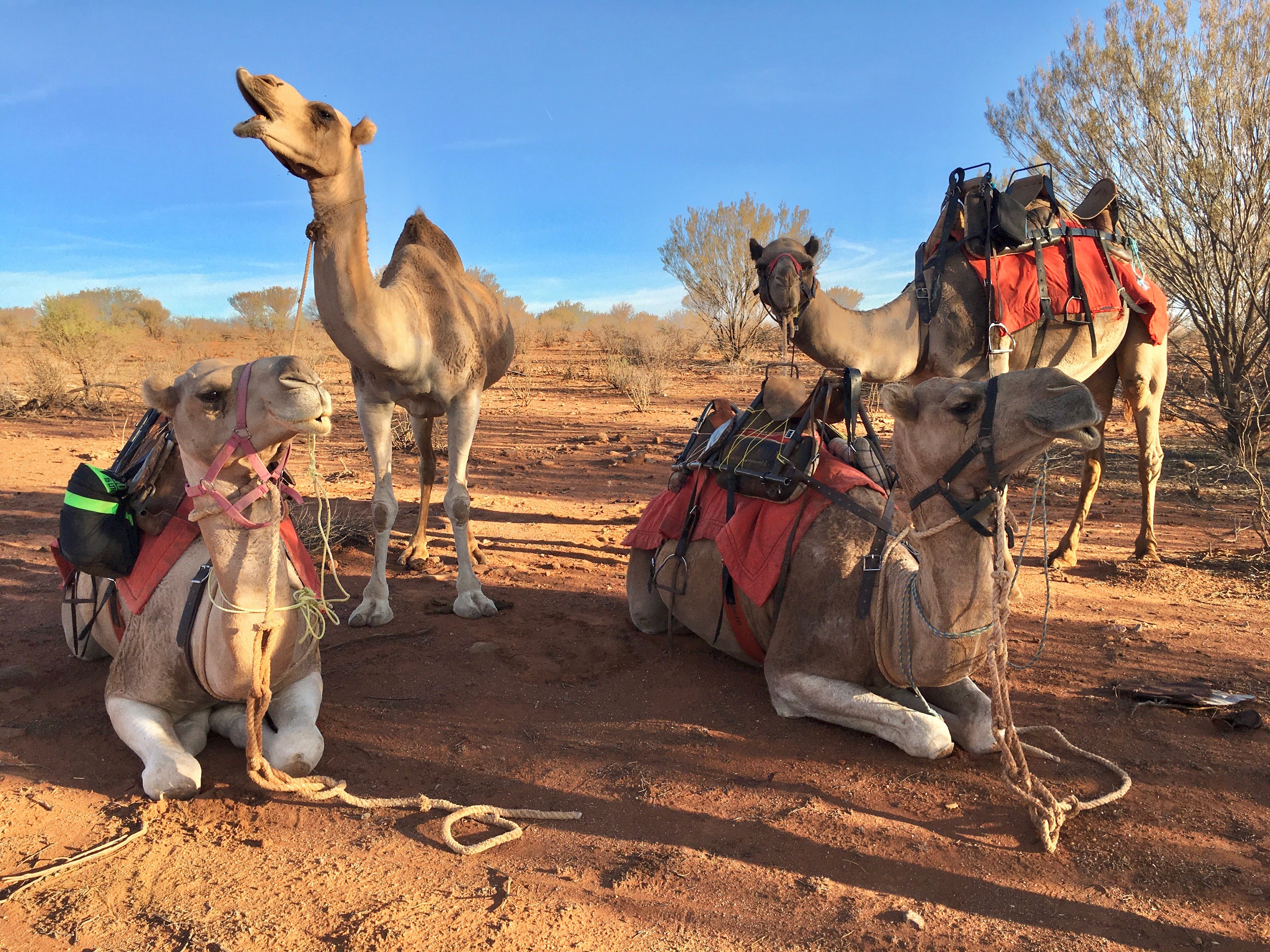 Broken Hill Camels - thumb 1