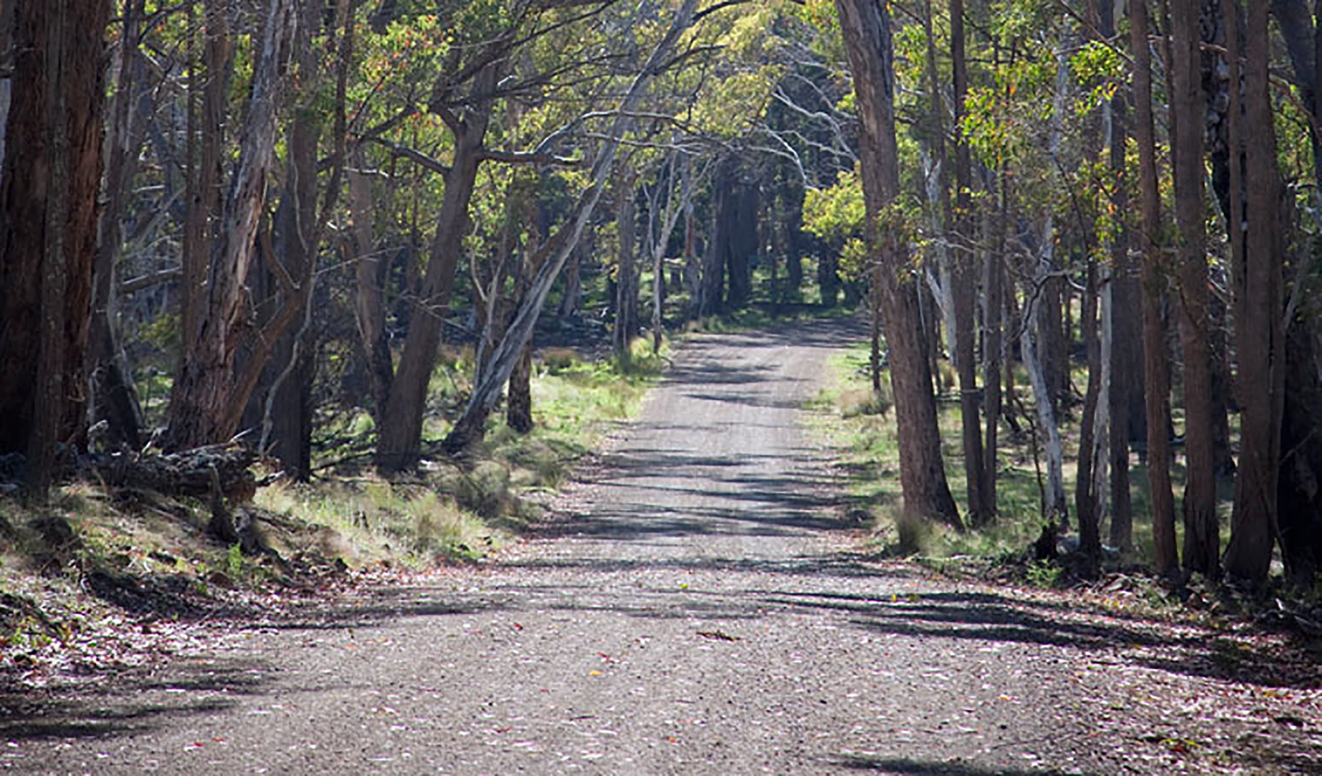 Coolah Tops National Park - Accommodation Adelaide