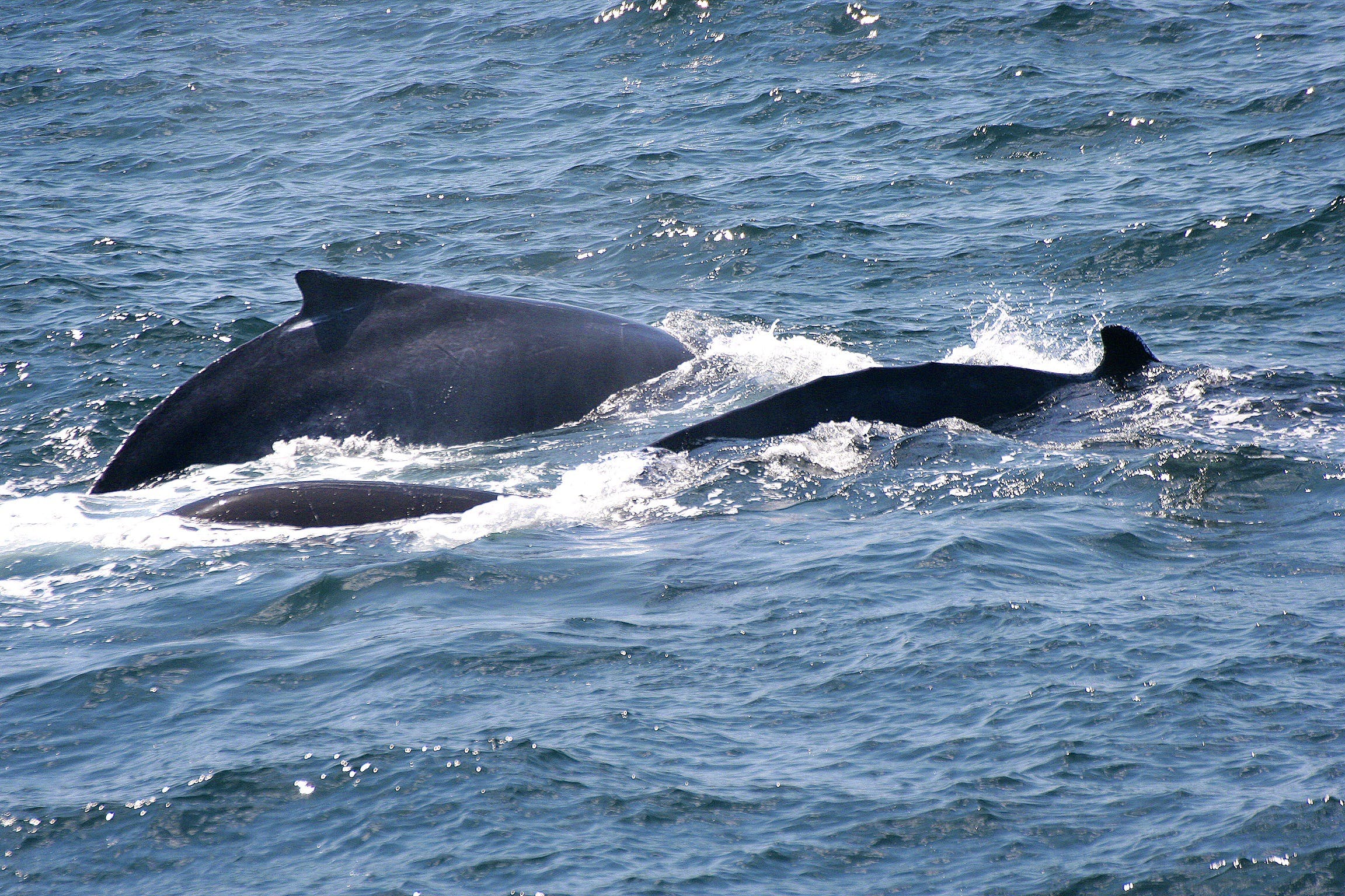 Gerringong Whale Watching Platform - Nambucca Heads Accommodation