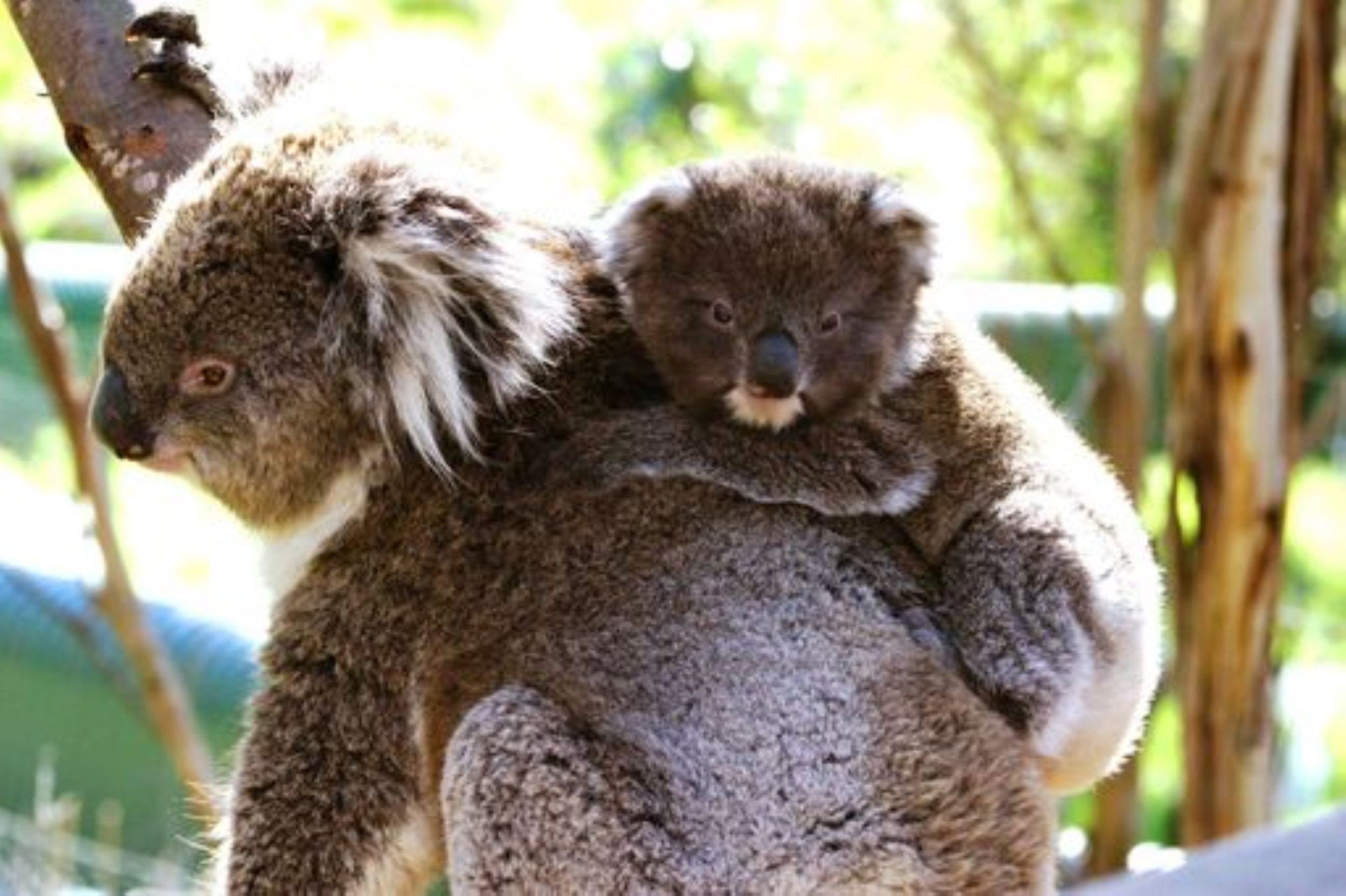 Koala Conservation Reserve - Accommodation Melbourne