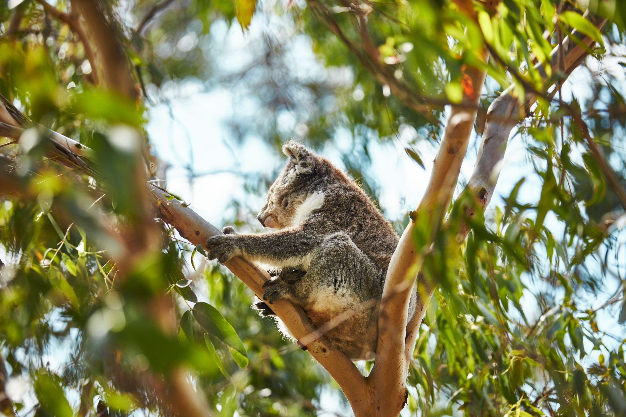 Koala Conservation Reserve - thumb 1