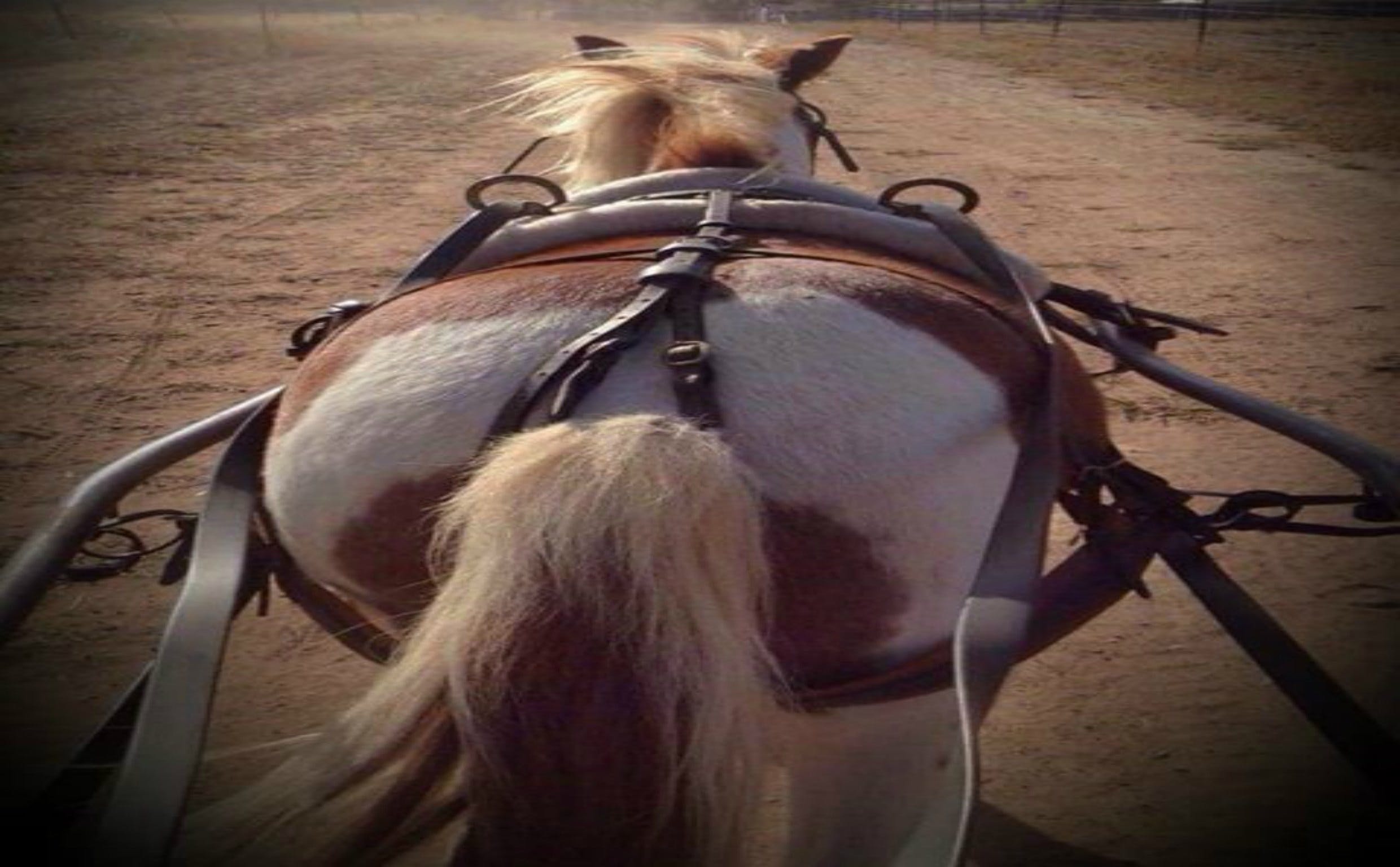 Outback Pony Rides Farm Experience - thumb 2