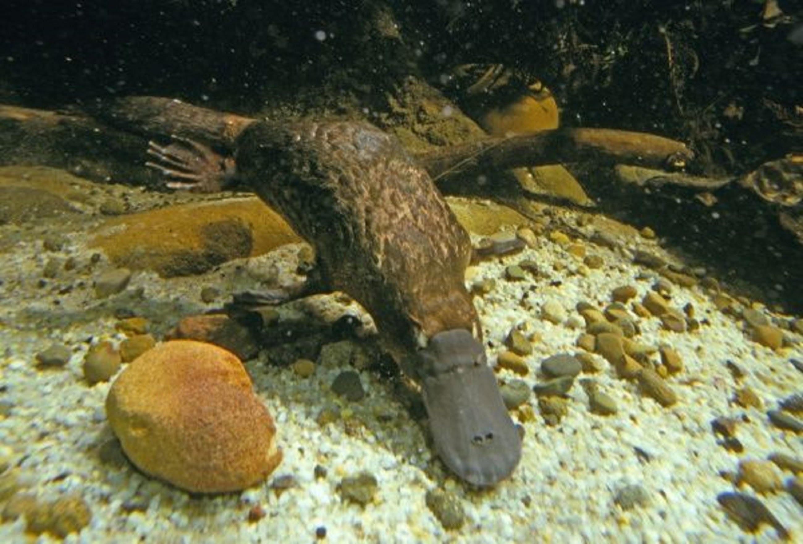 Platypus Pool - Geraldton Accommodation
