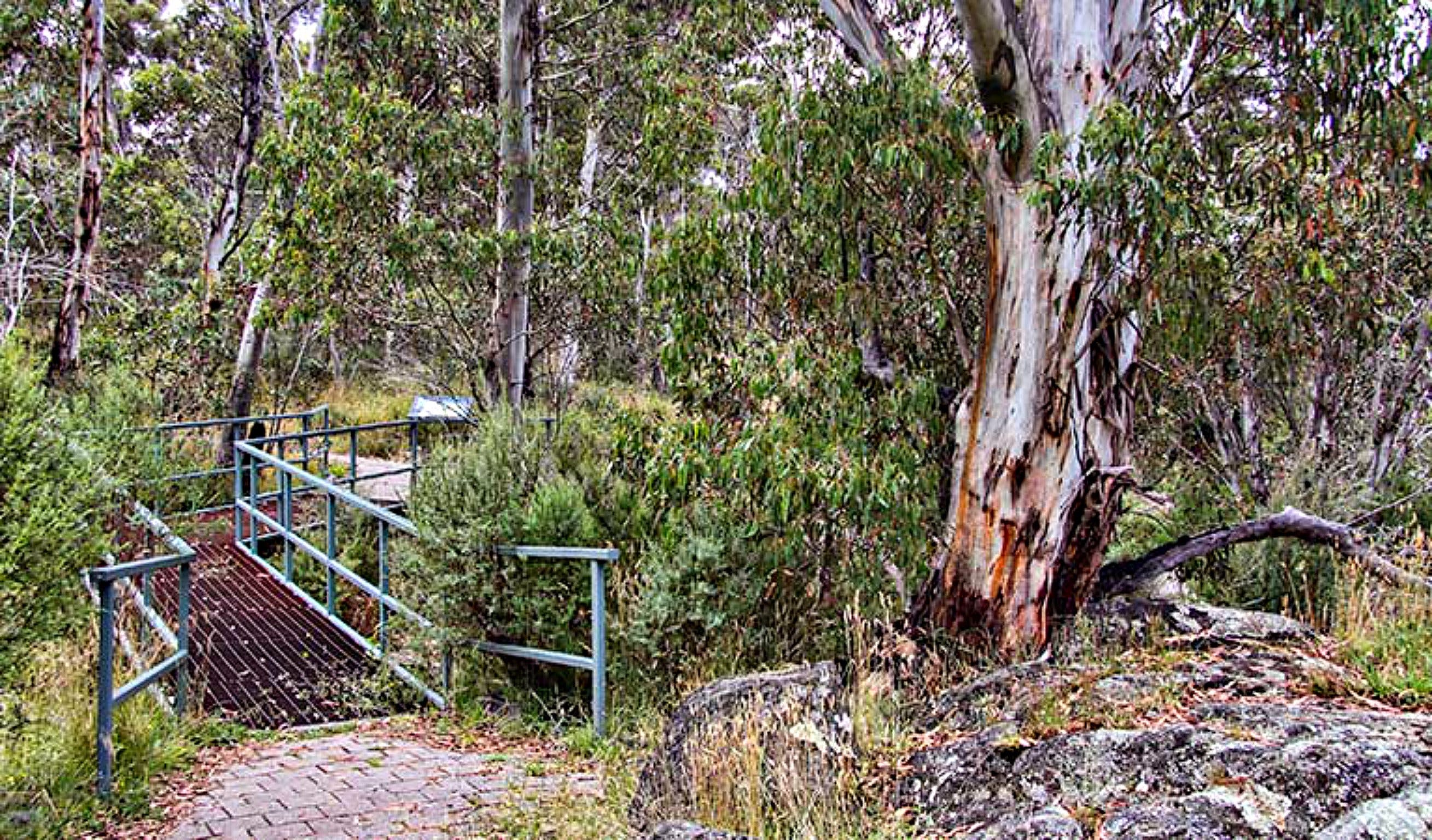 Sawpit Walking Track - Accommodation Mount Tamborine