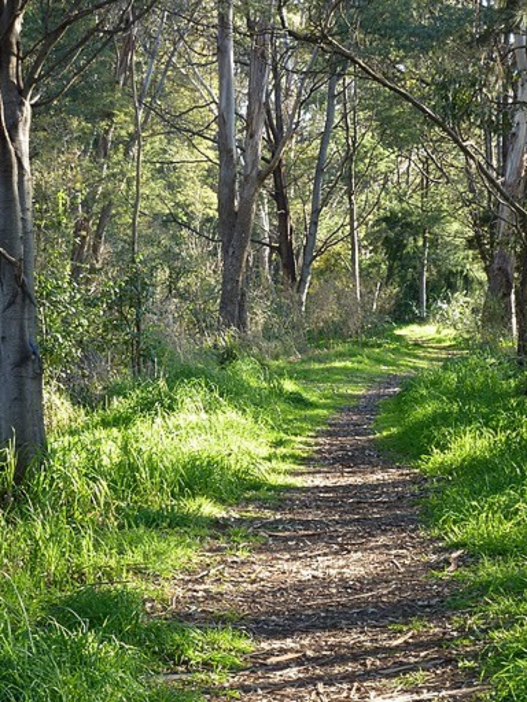Stoodley Forest Walk and Arboretum - Accommodation Tasmania