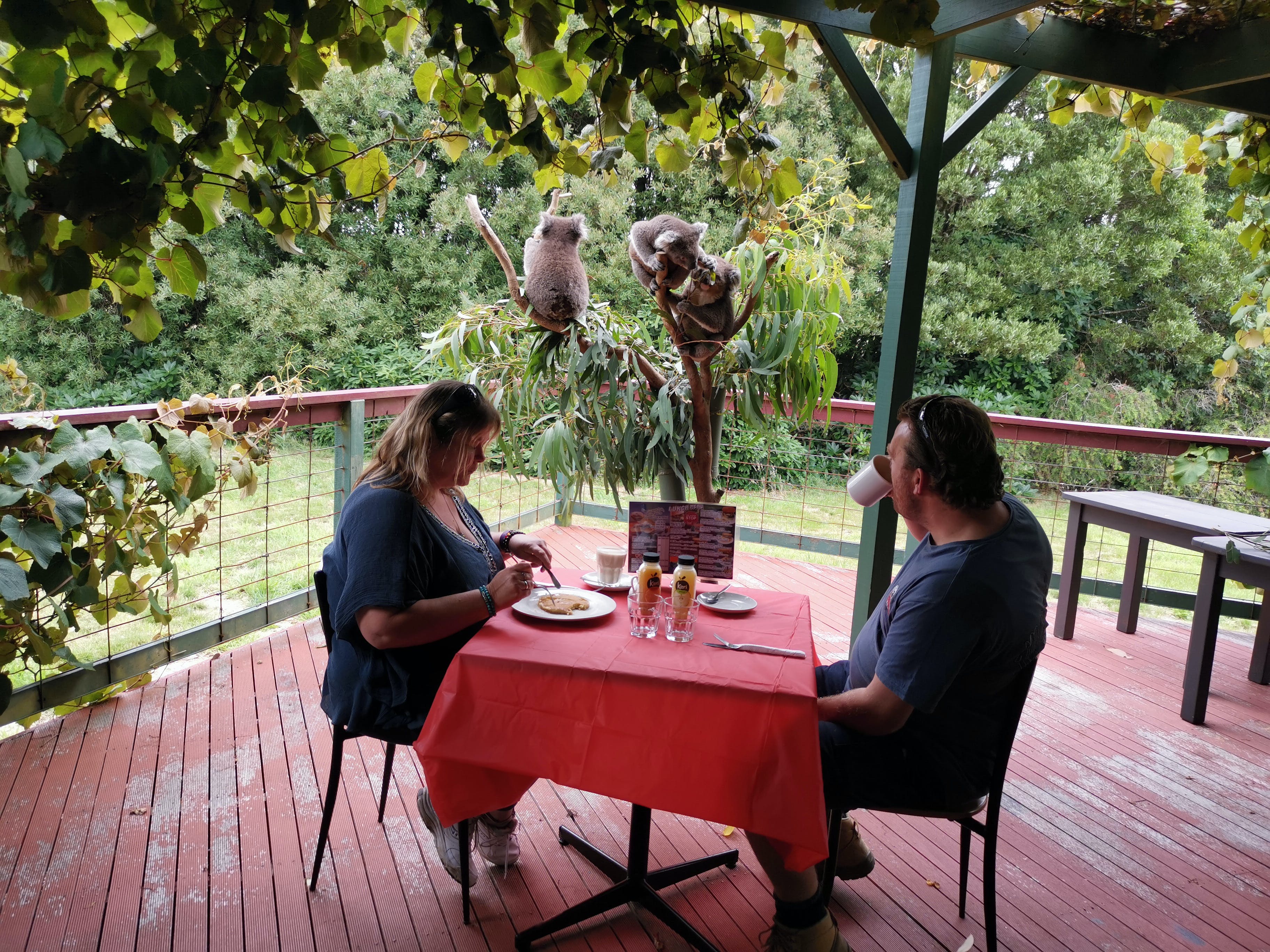The Aussie Stop offering Breakfast with Koalas - Accommodation Mt Buller