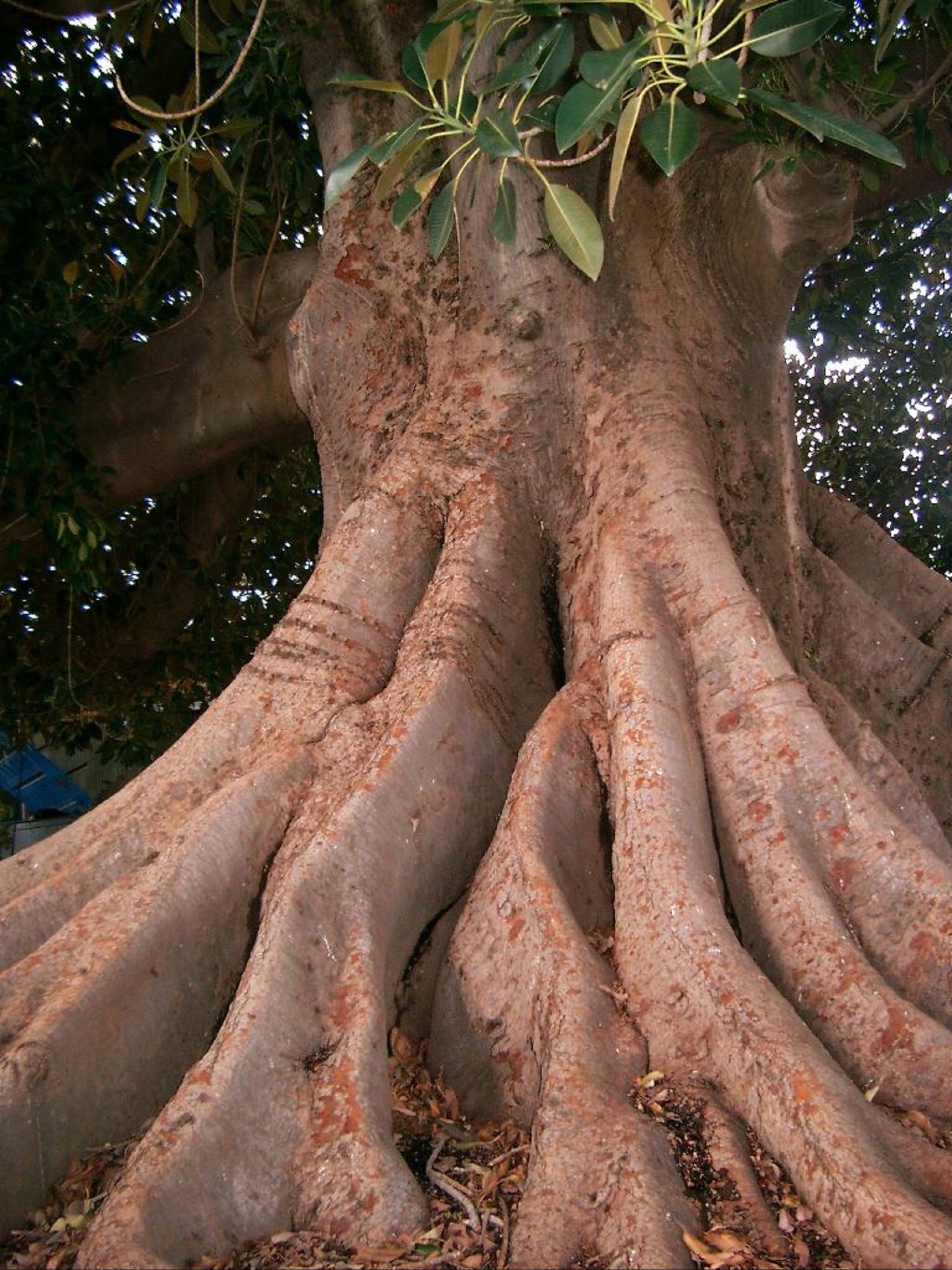 The Big Fig Tree - thumb 0